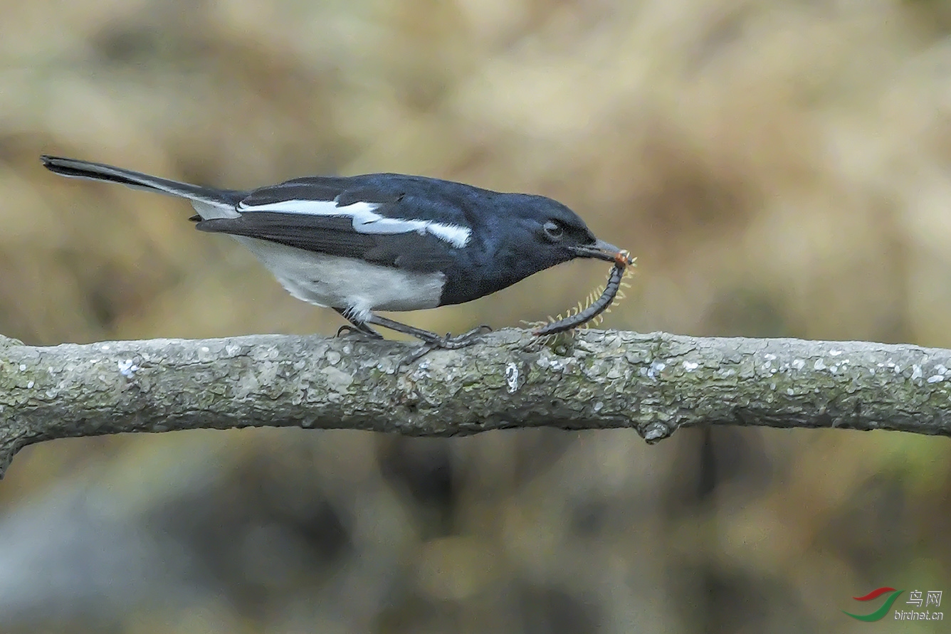 DSC_5098-2.jpg