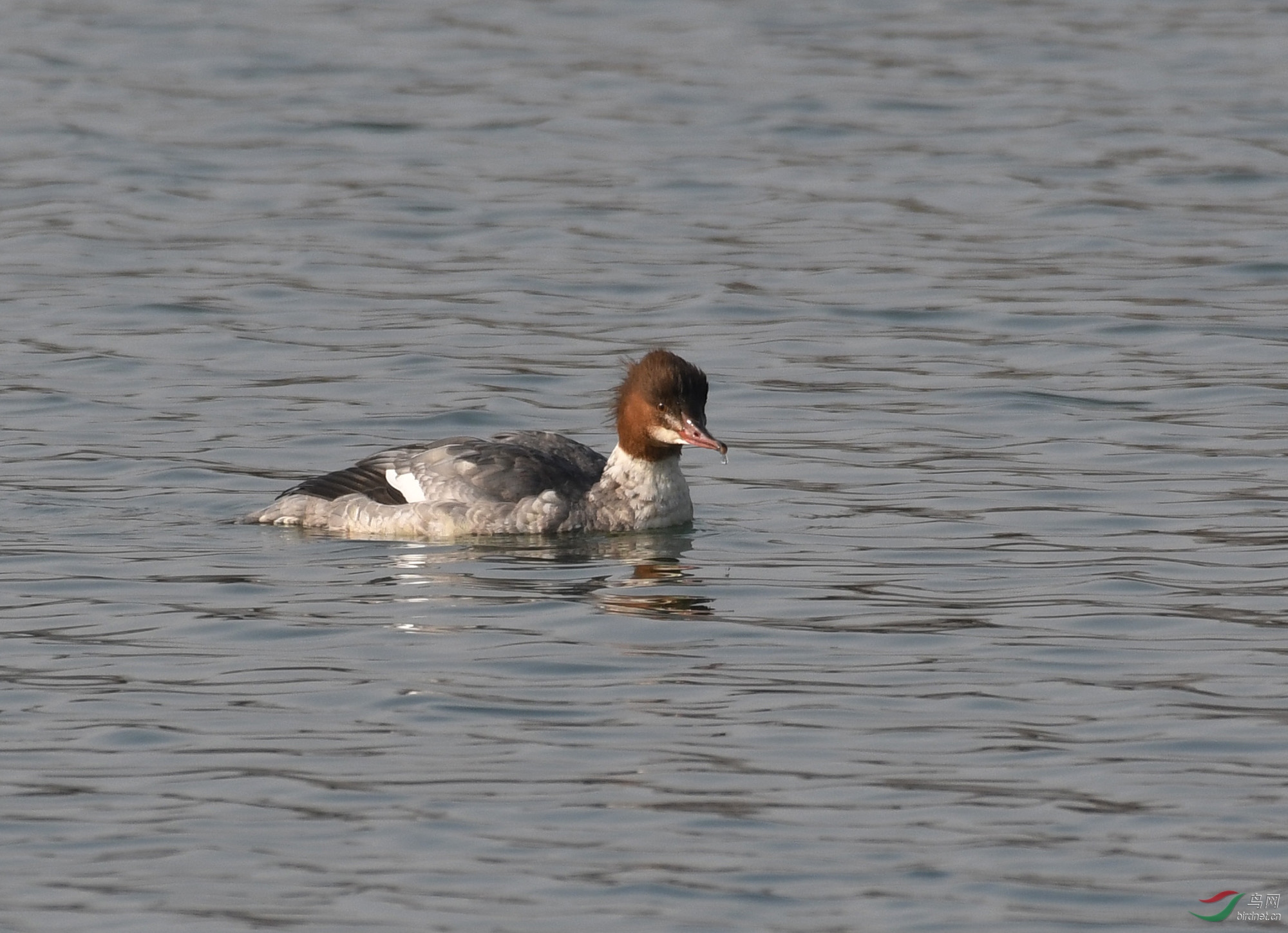 ������Ӱ 2904����.jpg