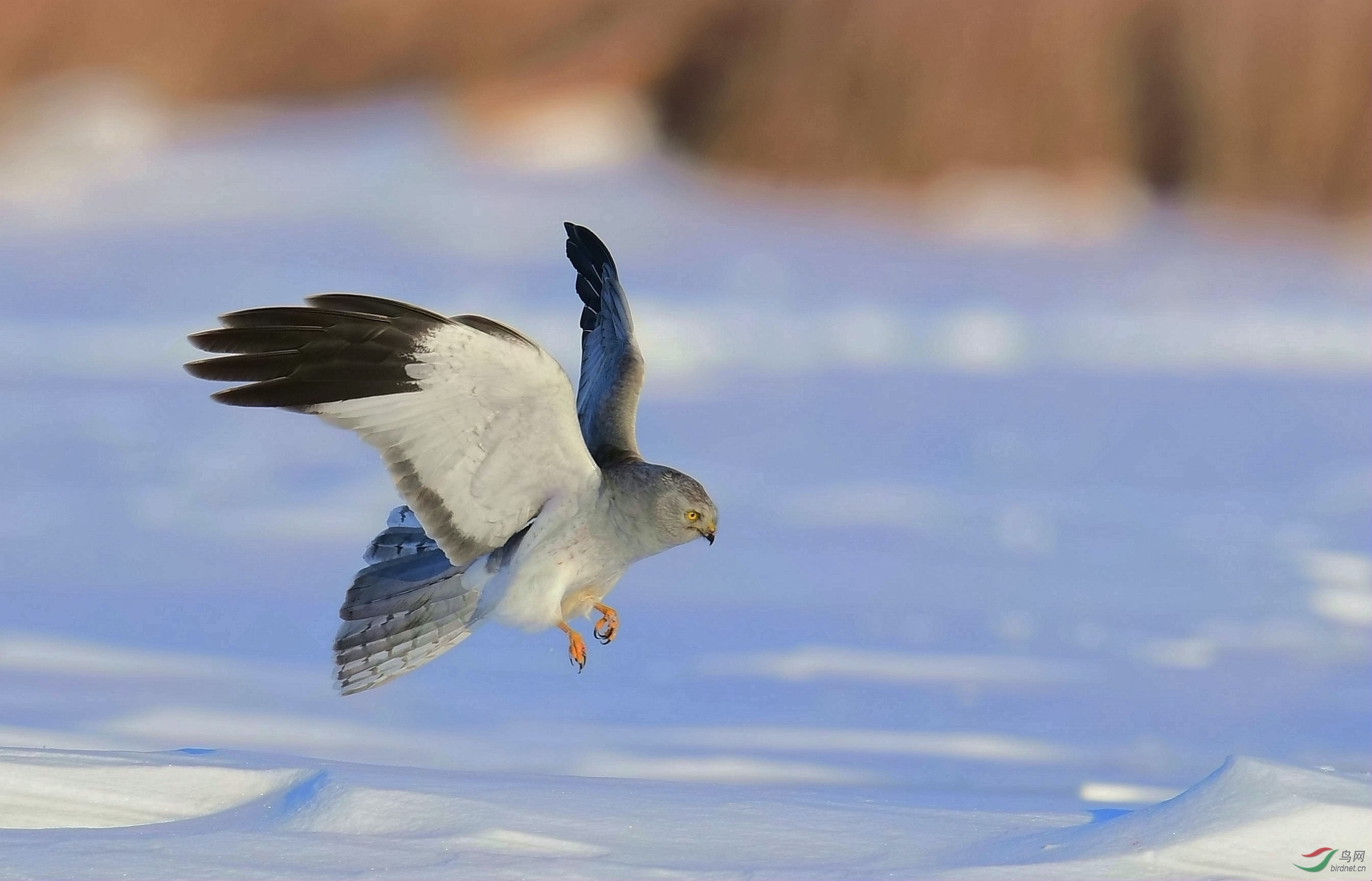 冬天湿地最活跃的鸟——白尾鹞雄鸟