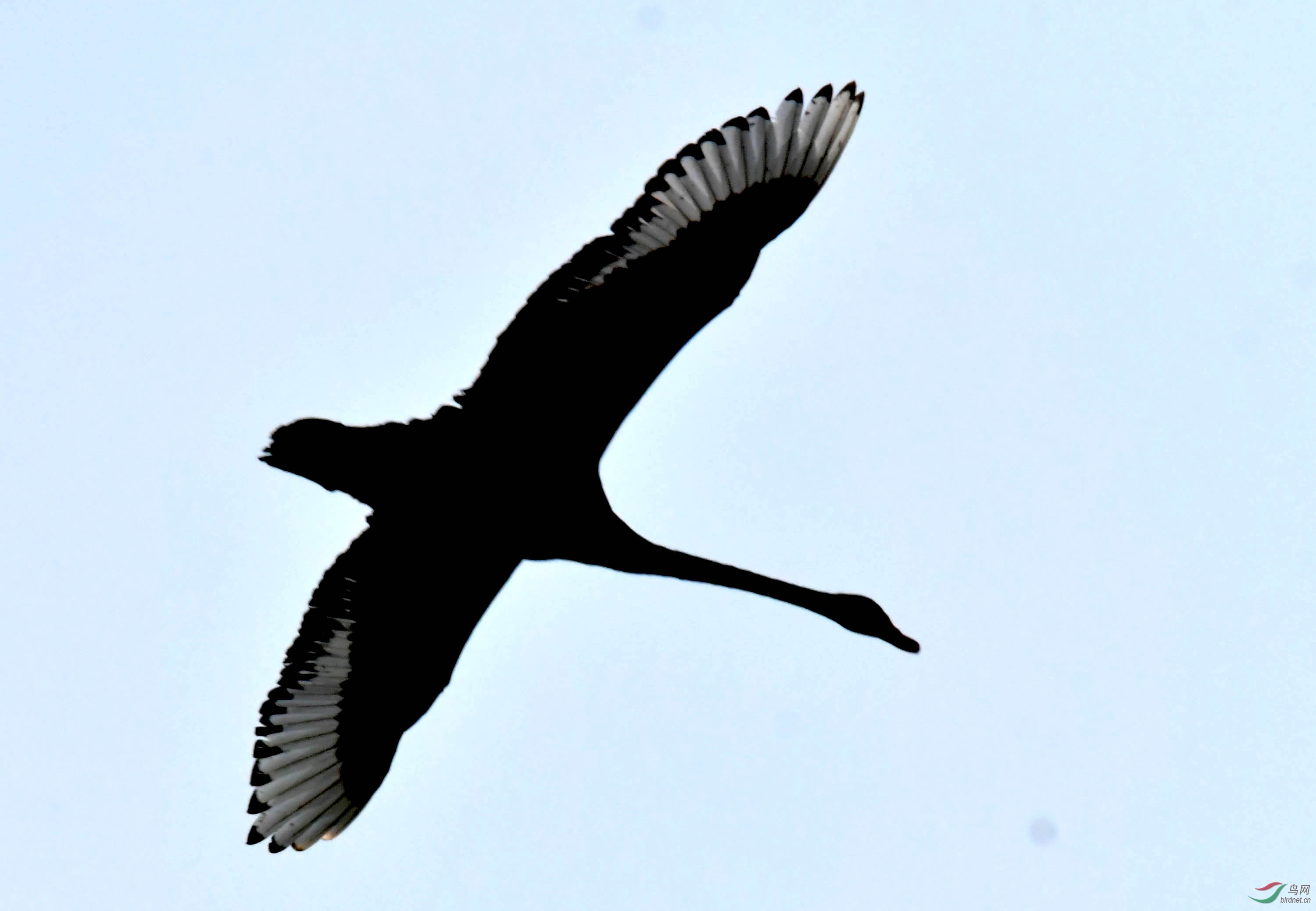 清河一只黑天鹅飞2019年摄