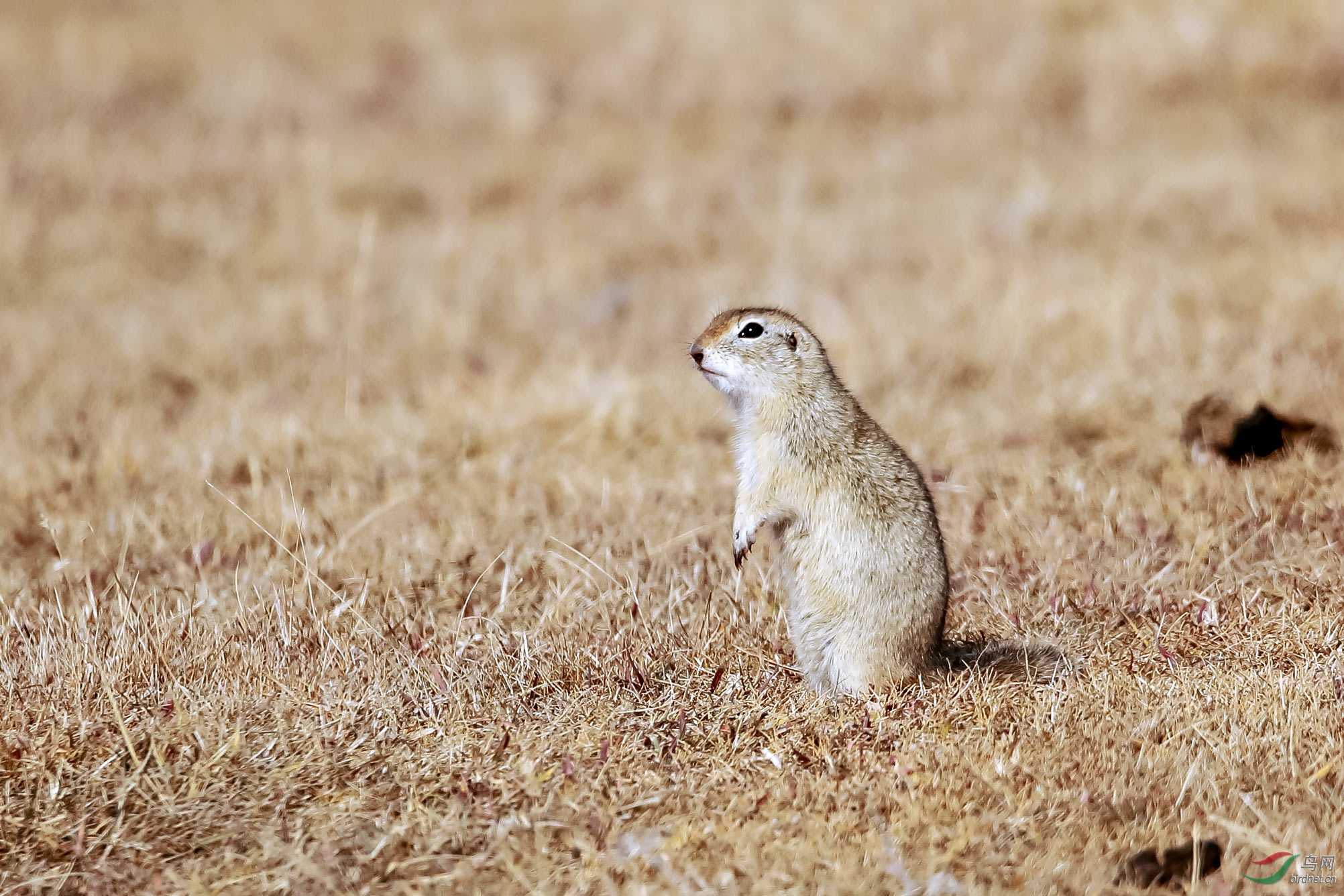 草原雕与沙狐故事
