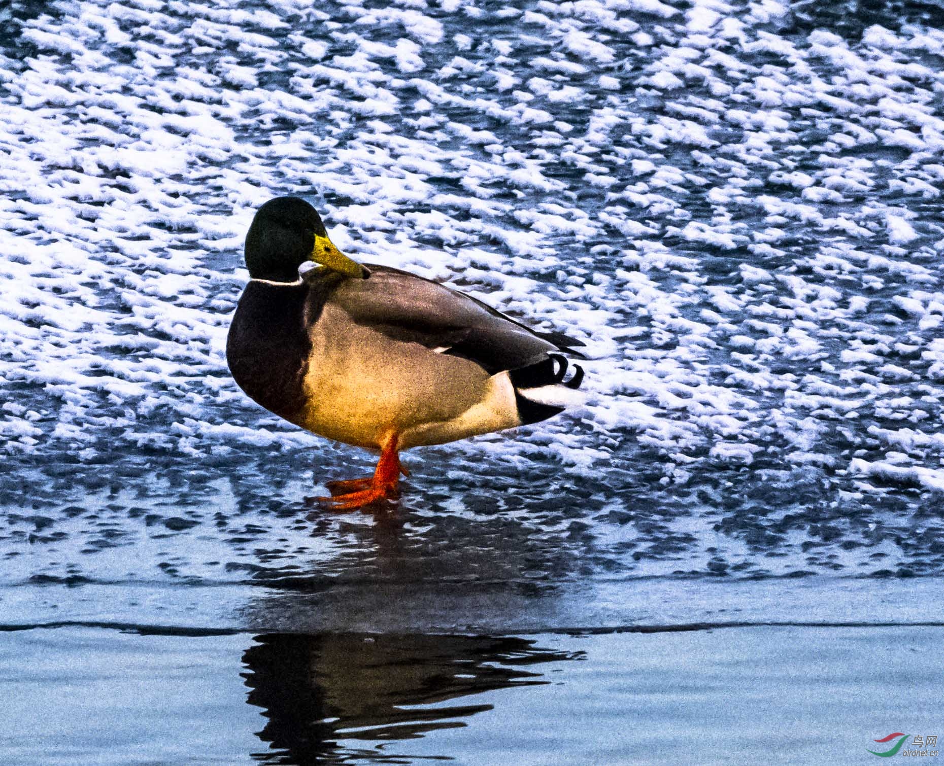 冰面上休闲的野鸭子