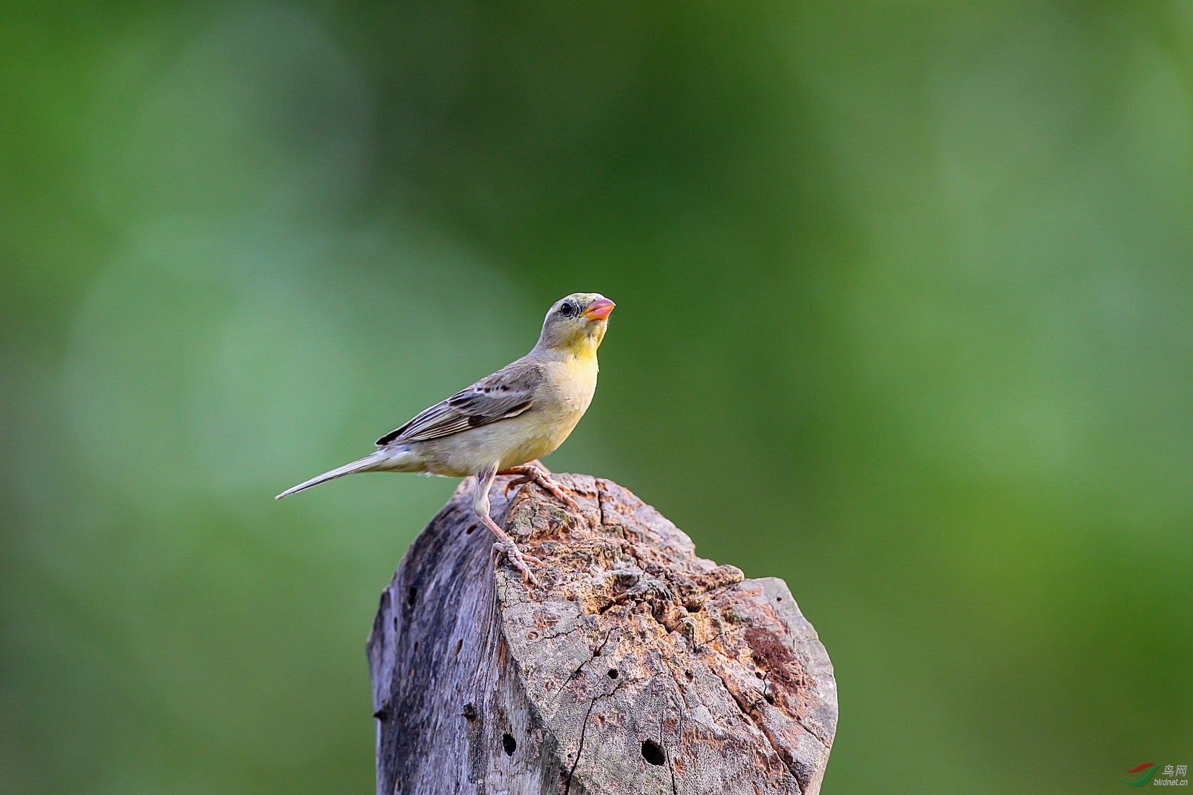 纹胸织布鸟 (2).jpg