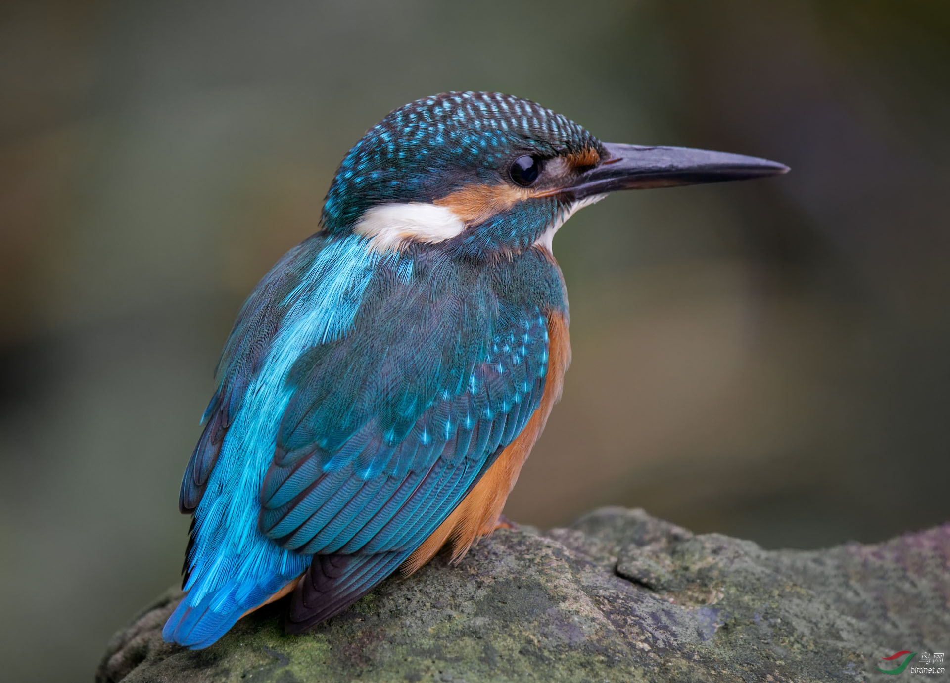 索尼6400加200600镜头拍鸟