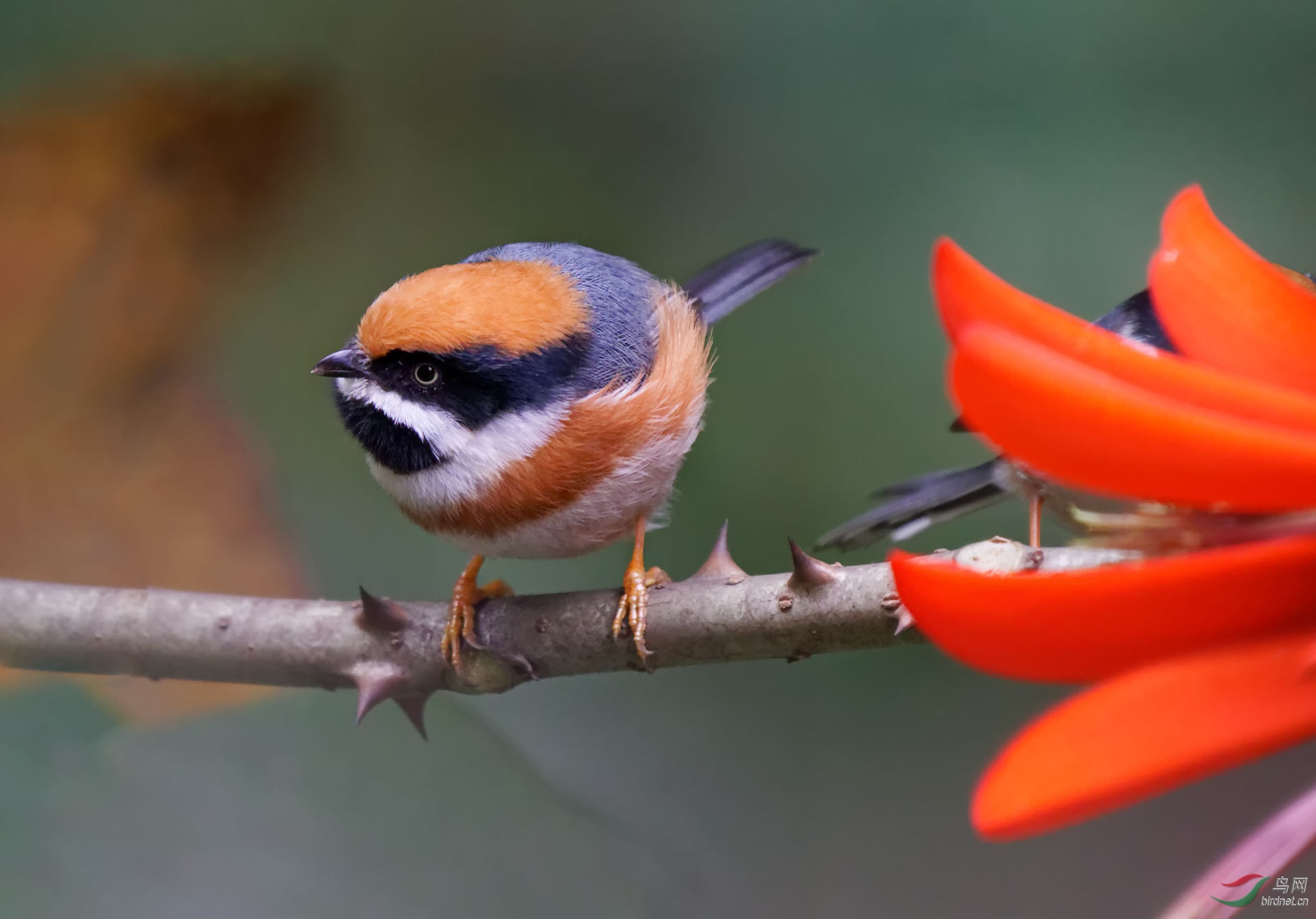 索尼6400加200600镜头拍鸟