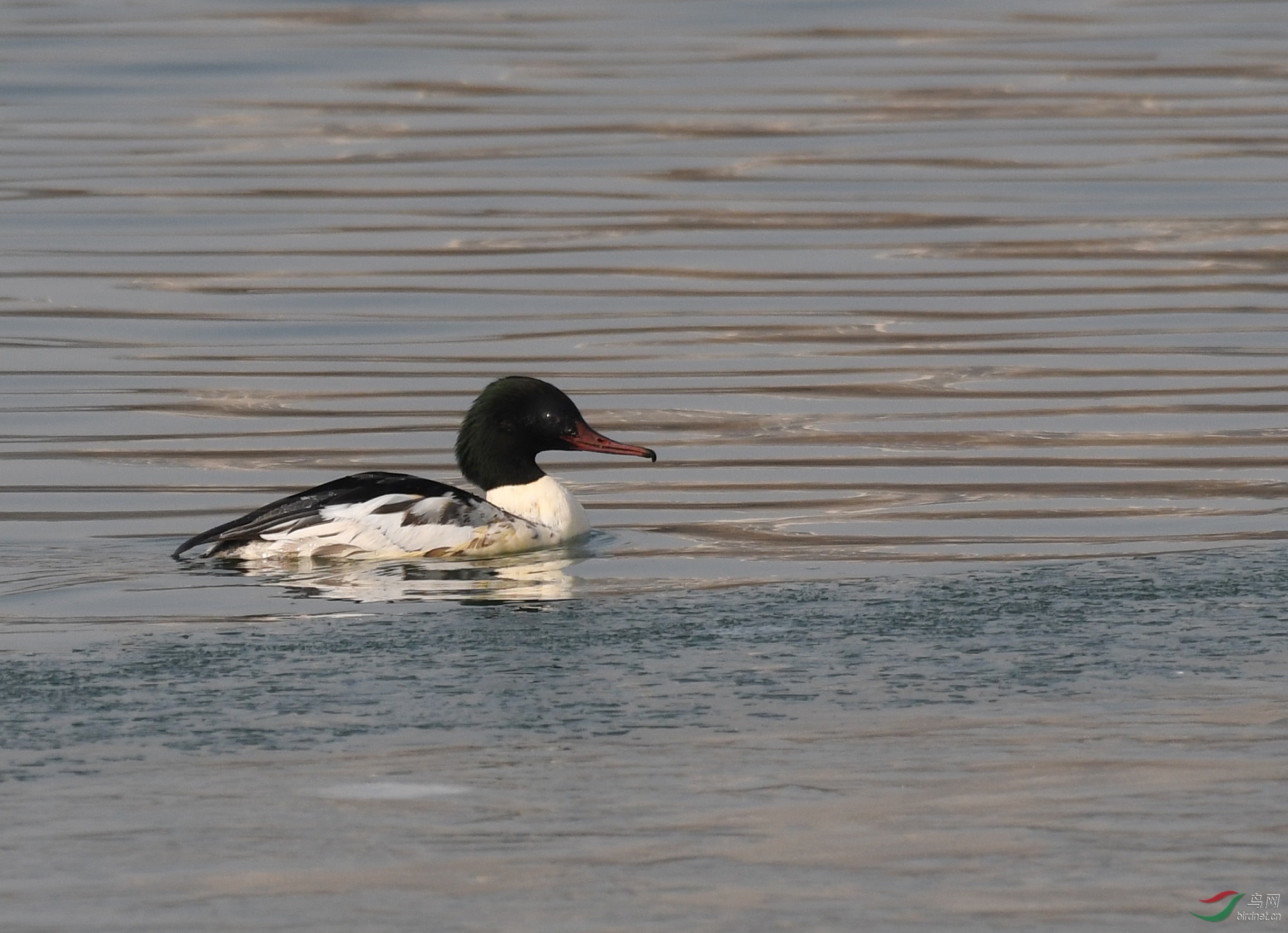 ������Ӱ 2997����.jpg