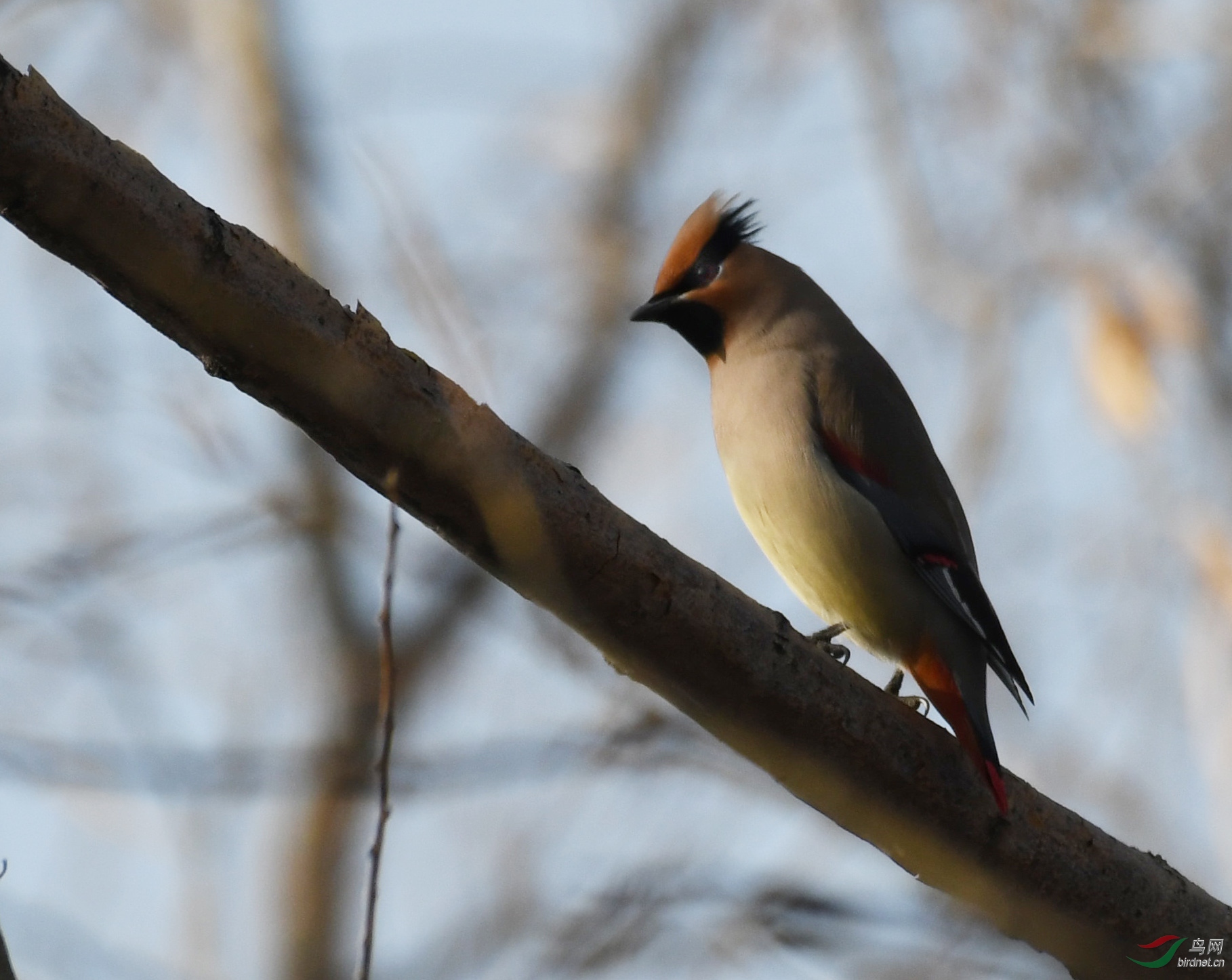 ������Ӱ 1904����.jpg