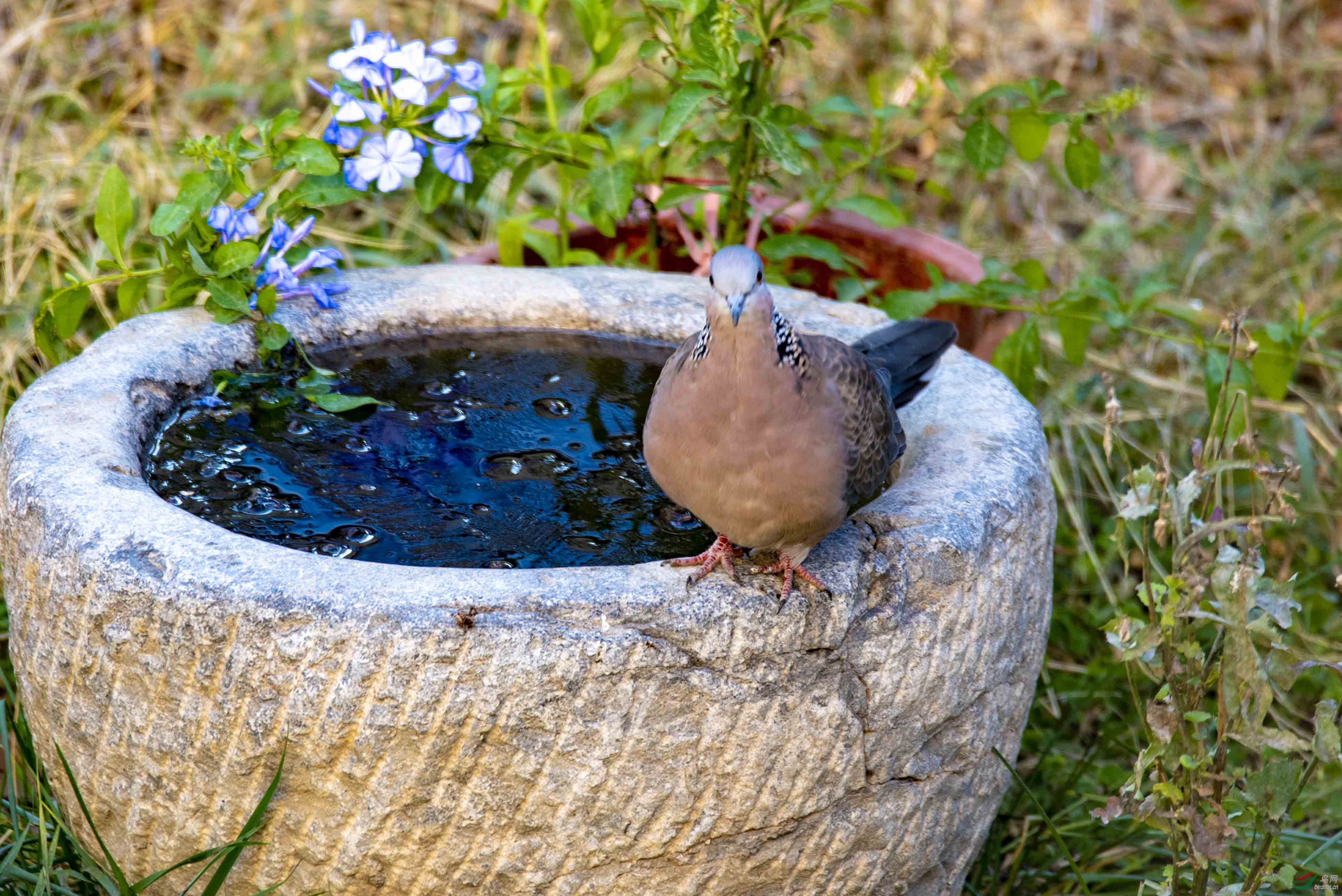 D75_6596.jpg