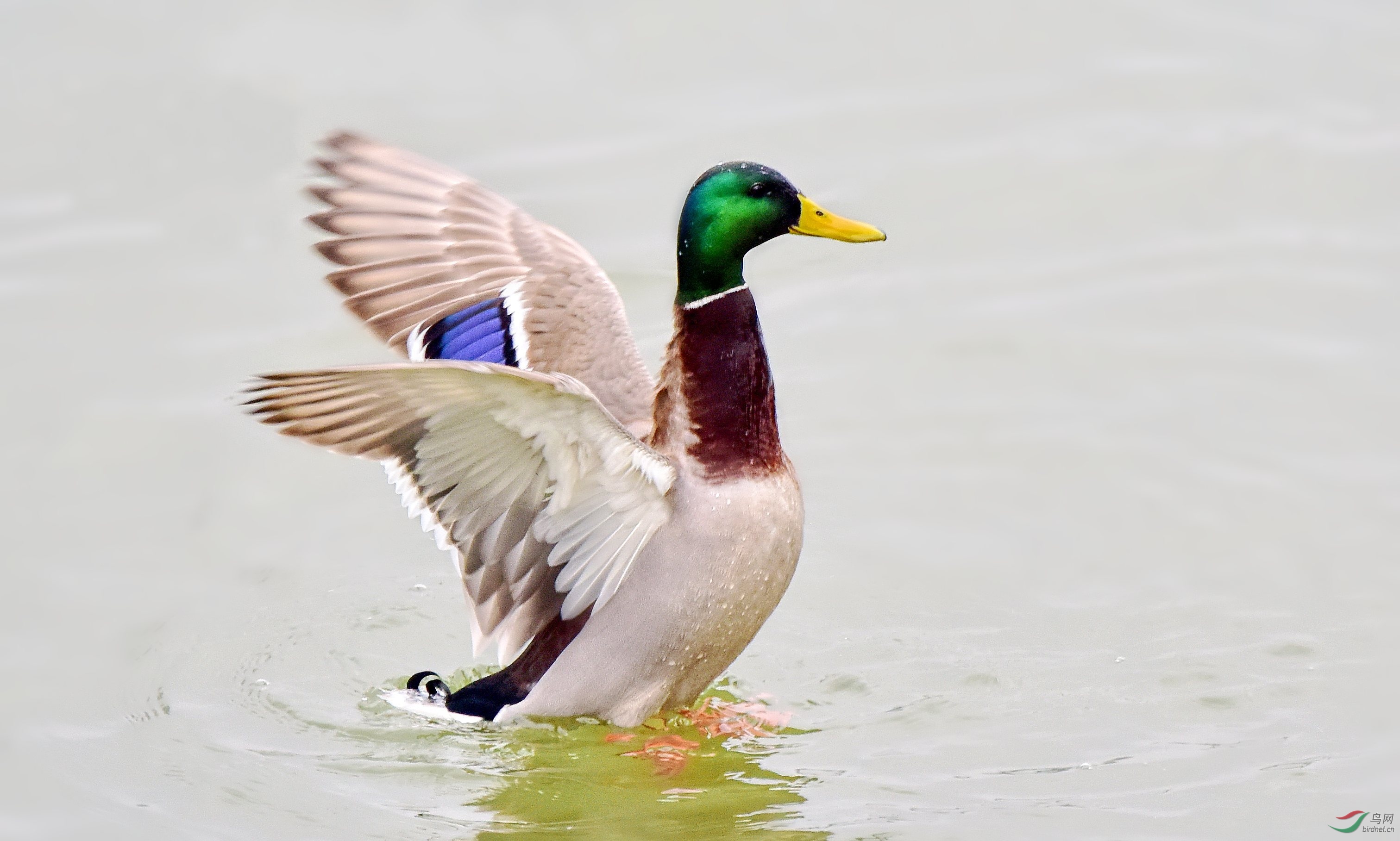 DSC_8254_conew3.jpg