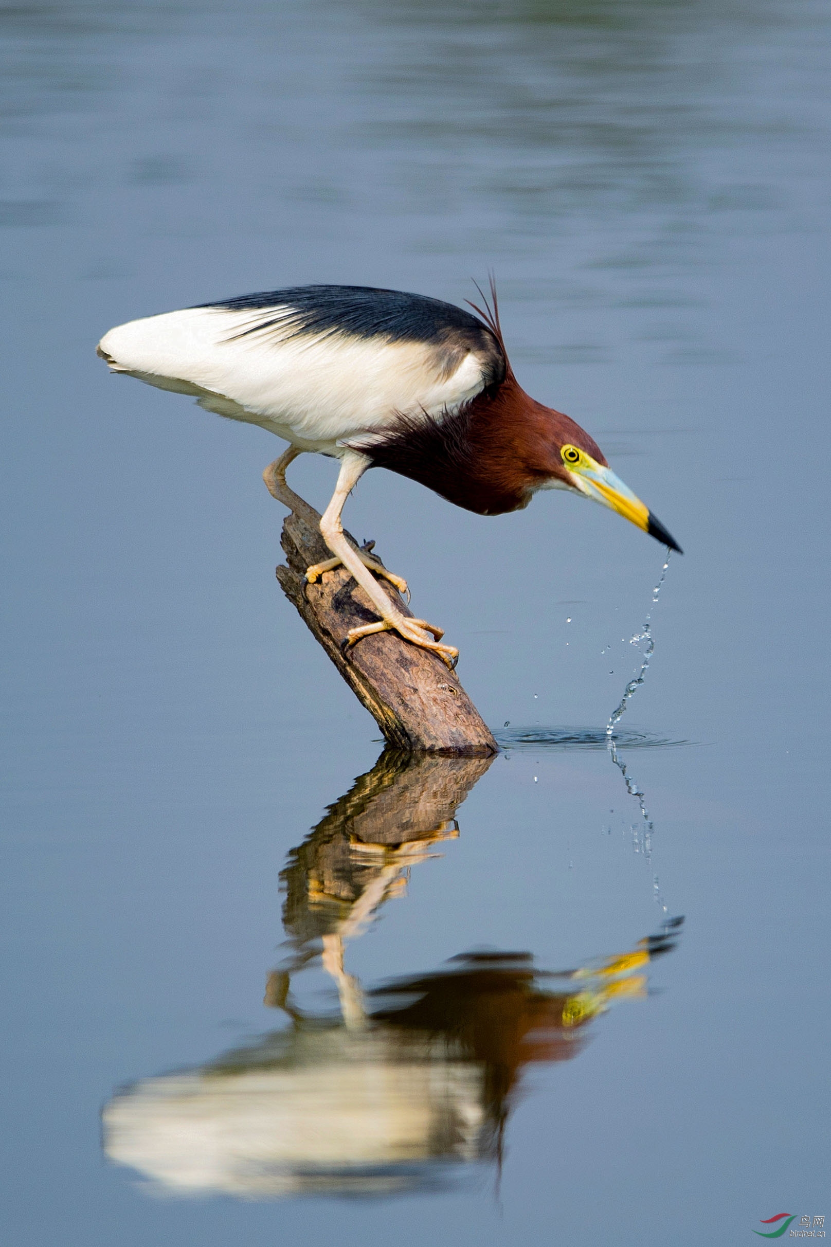 出手没抓到鱼的夜鹭