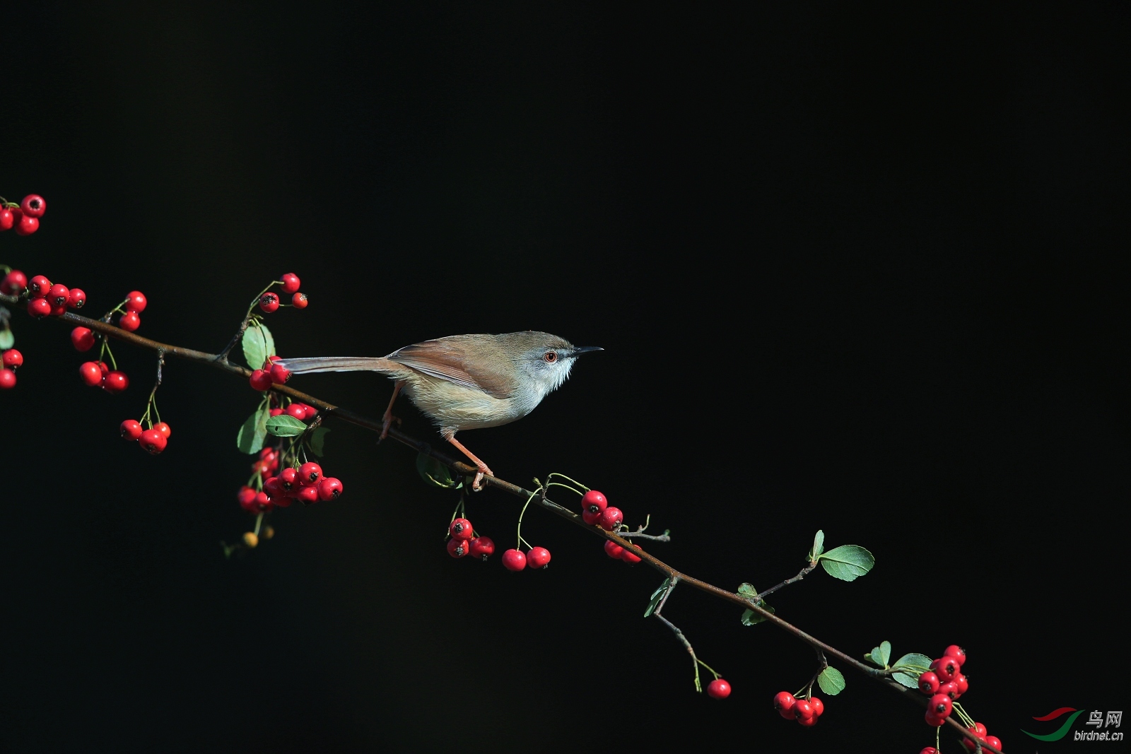 IMGL1454 - ����.JPG