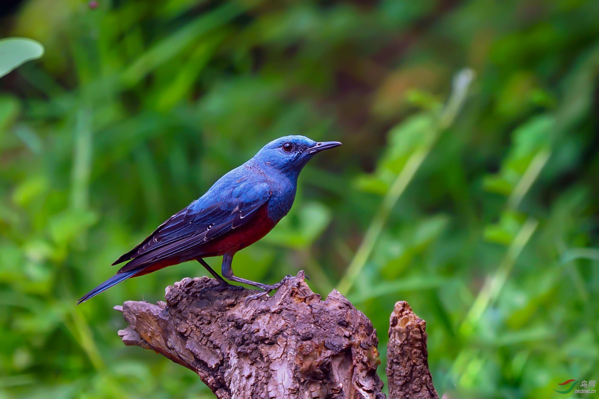 [林鸟] --------蓝矶鸫