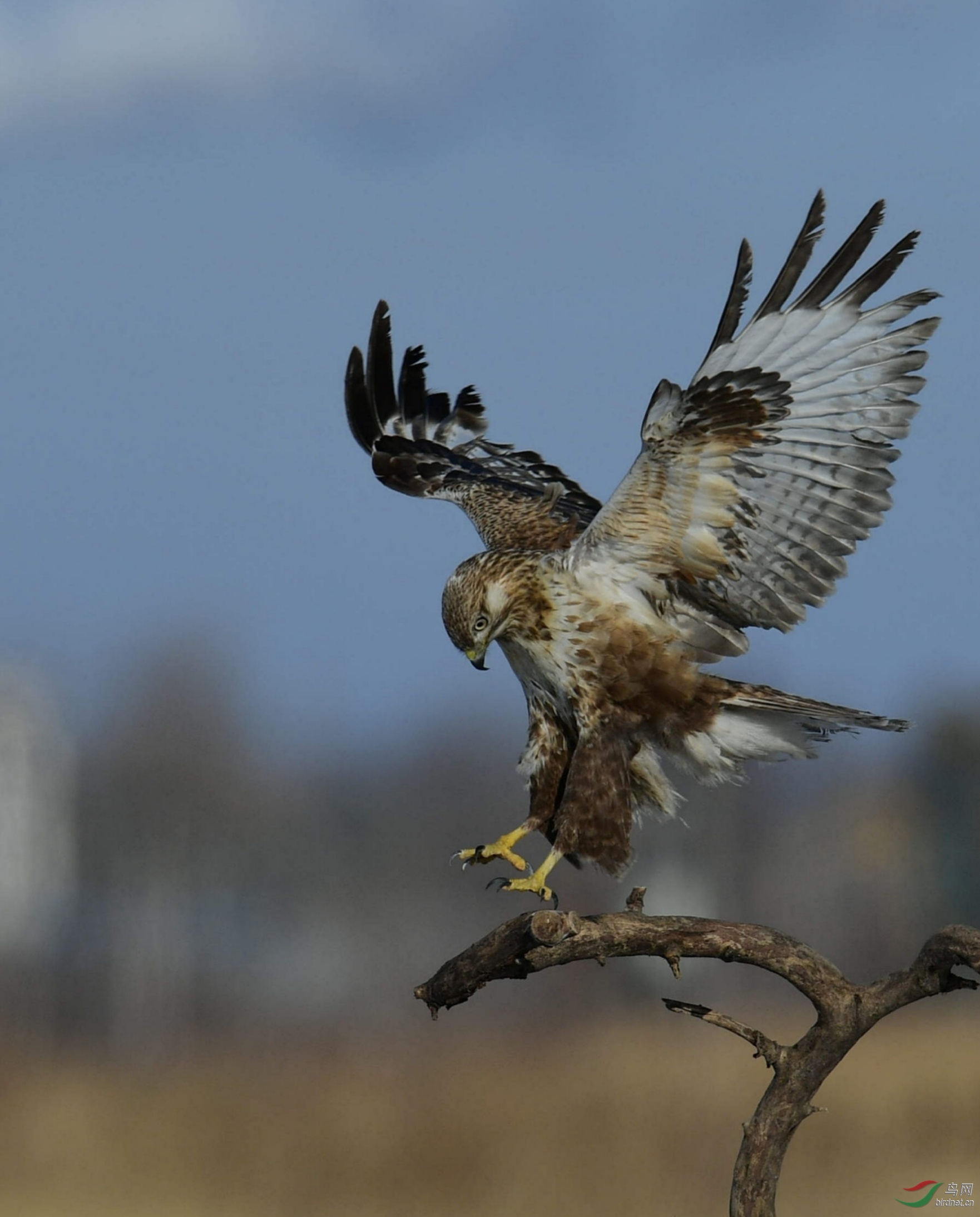 素练风霜起,苍鹰画作殊.