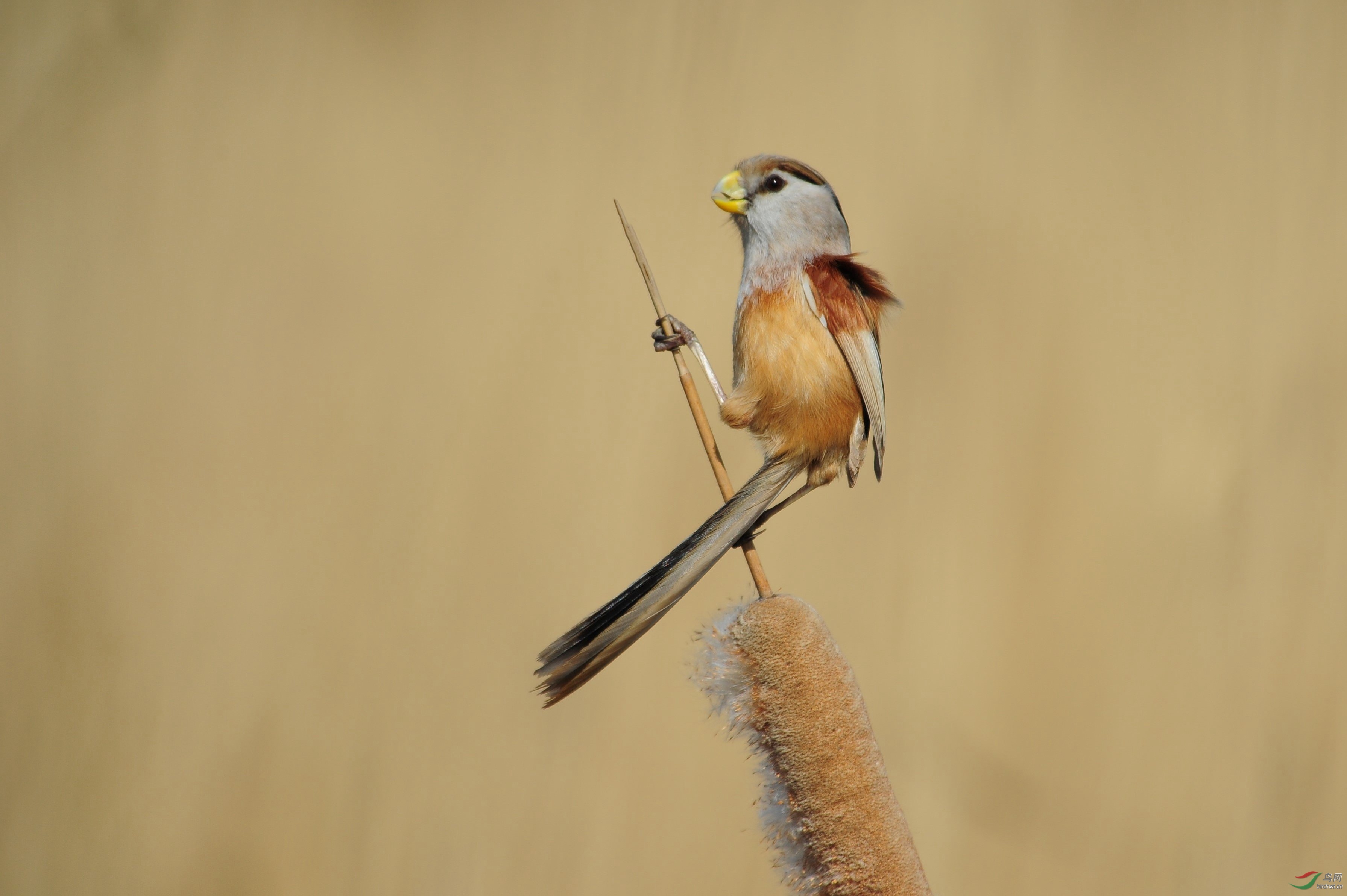 DSC_1732.jpg