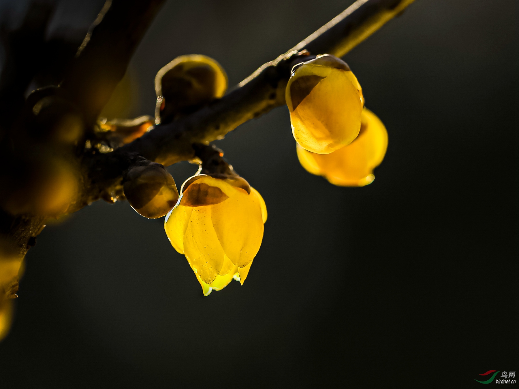 腊梅——含苞待放