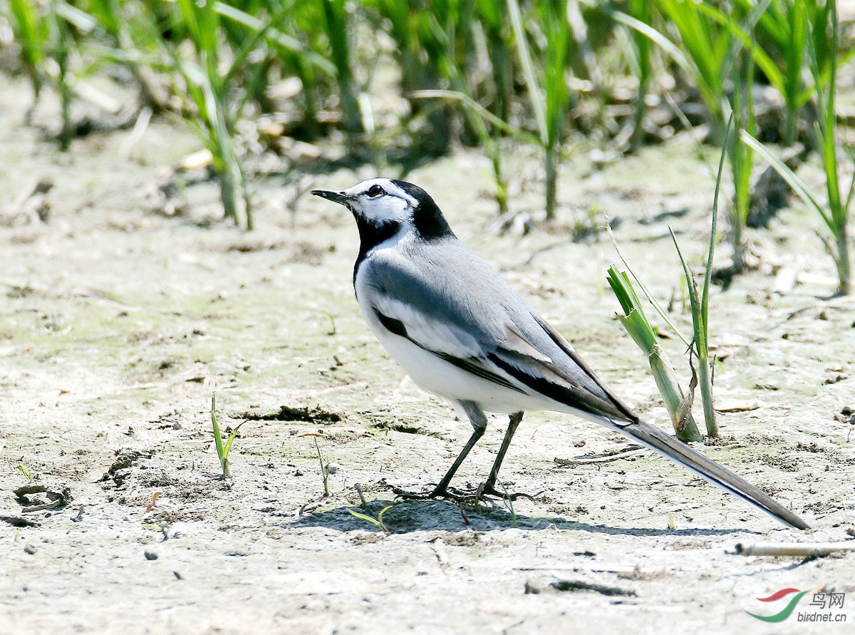 林鸟灰背眼纹的白鹡鸰