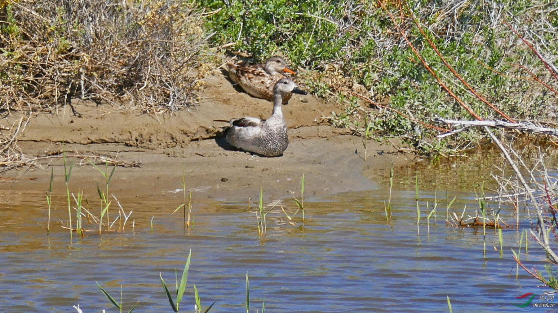 Copy of ����30-.jpg