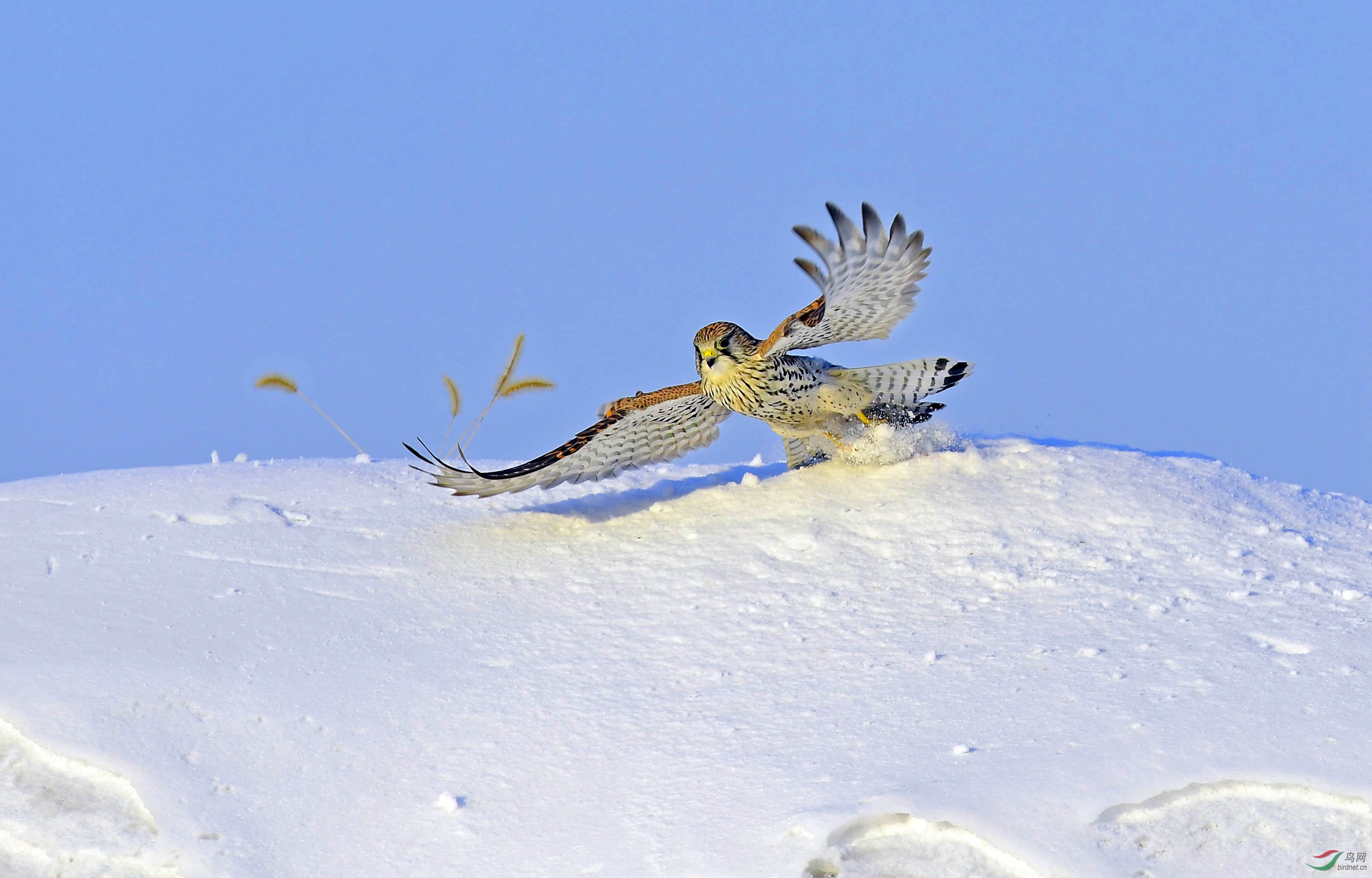 DSC_4173_wpsͼƬ.JPG