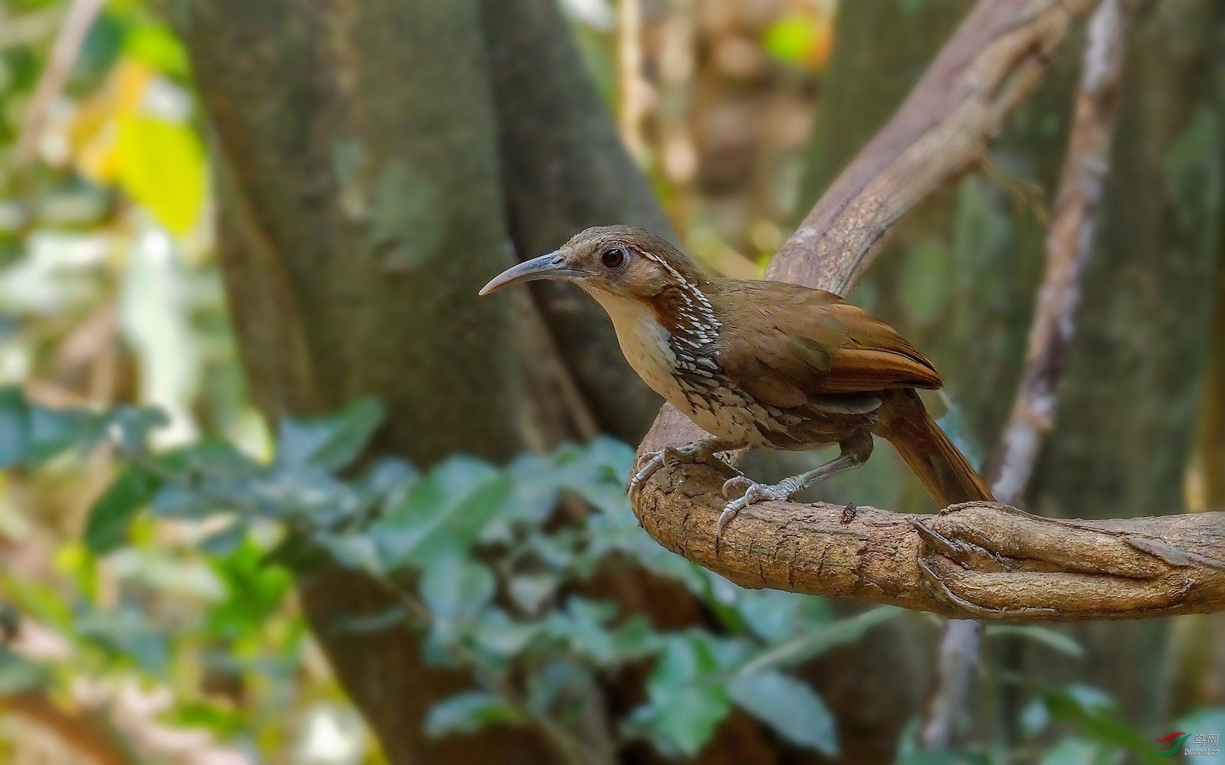 P3182396_����.jpg-1_DxO (����) (����).jpg