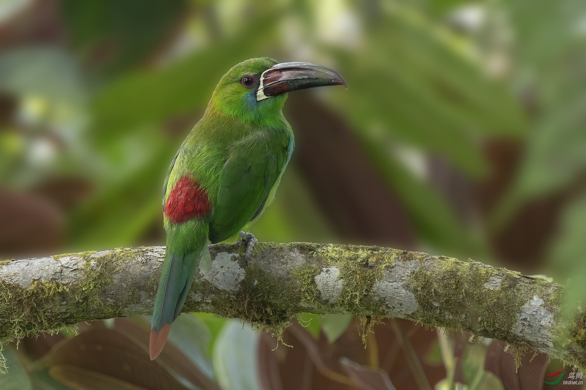 绯腰巨嘴鸟crimsonrumpedtoucanet厄瓜多尔共和国