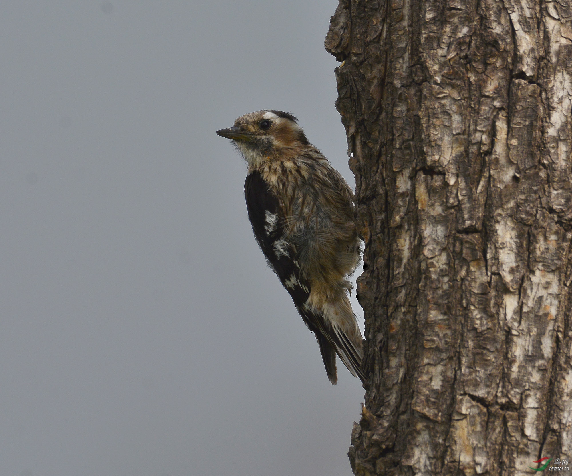 ������Ӱ 682����.jpg