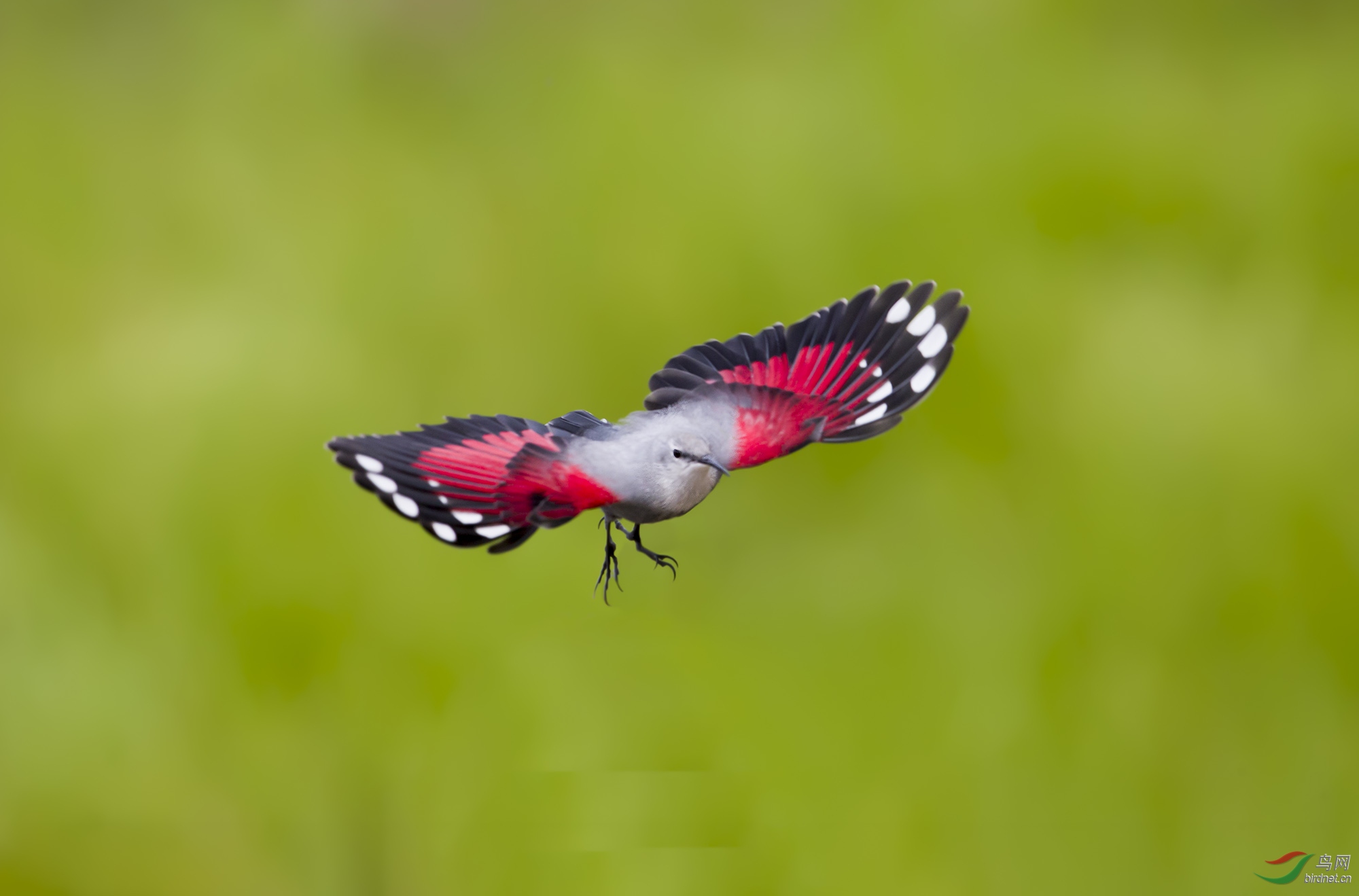 红蝴蝶恭(*贺老师佳作荣获首页精华!