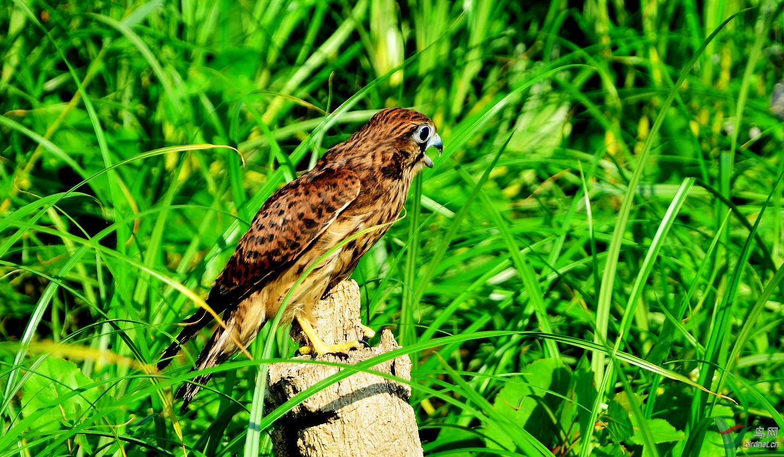 DSC_4059.JPG