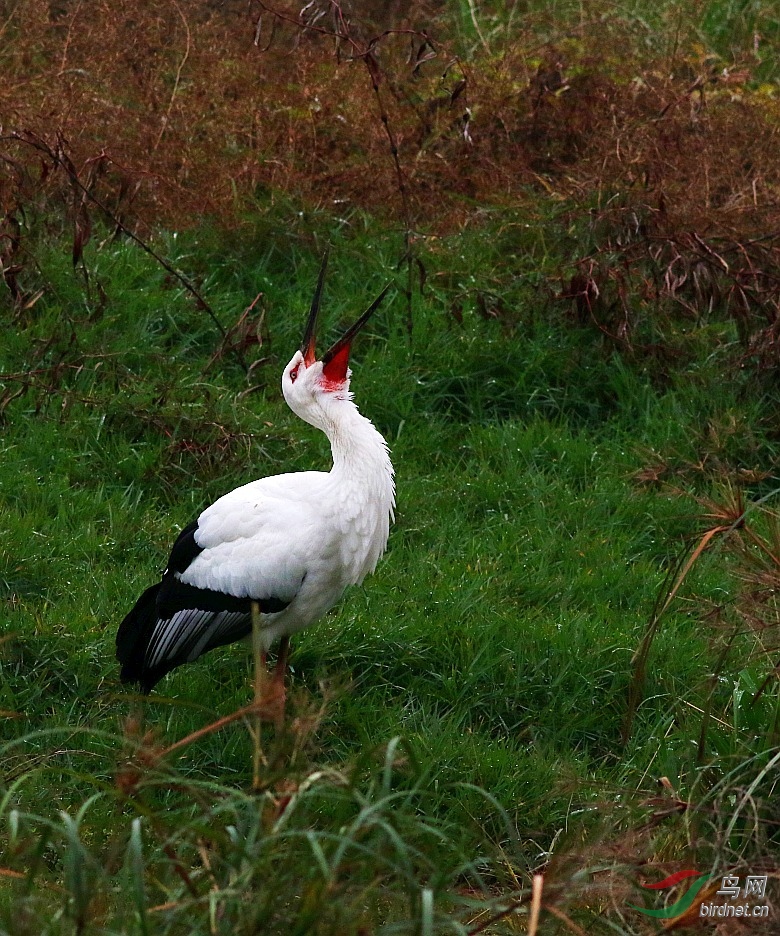 0M4A0638_conew1.jpg