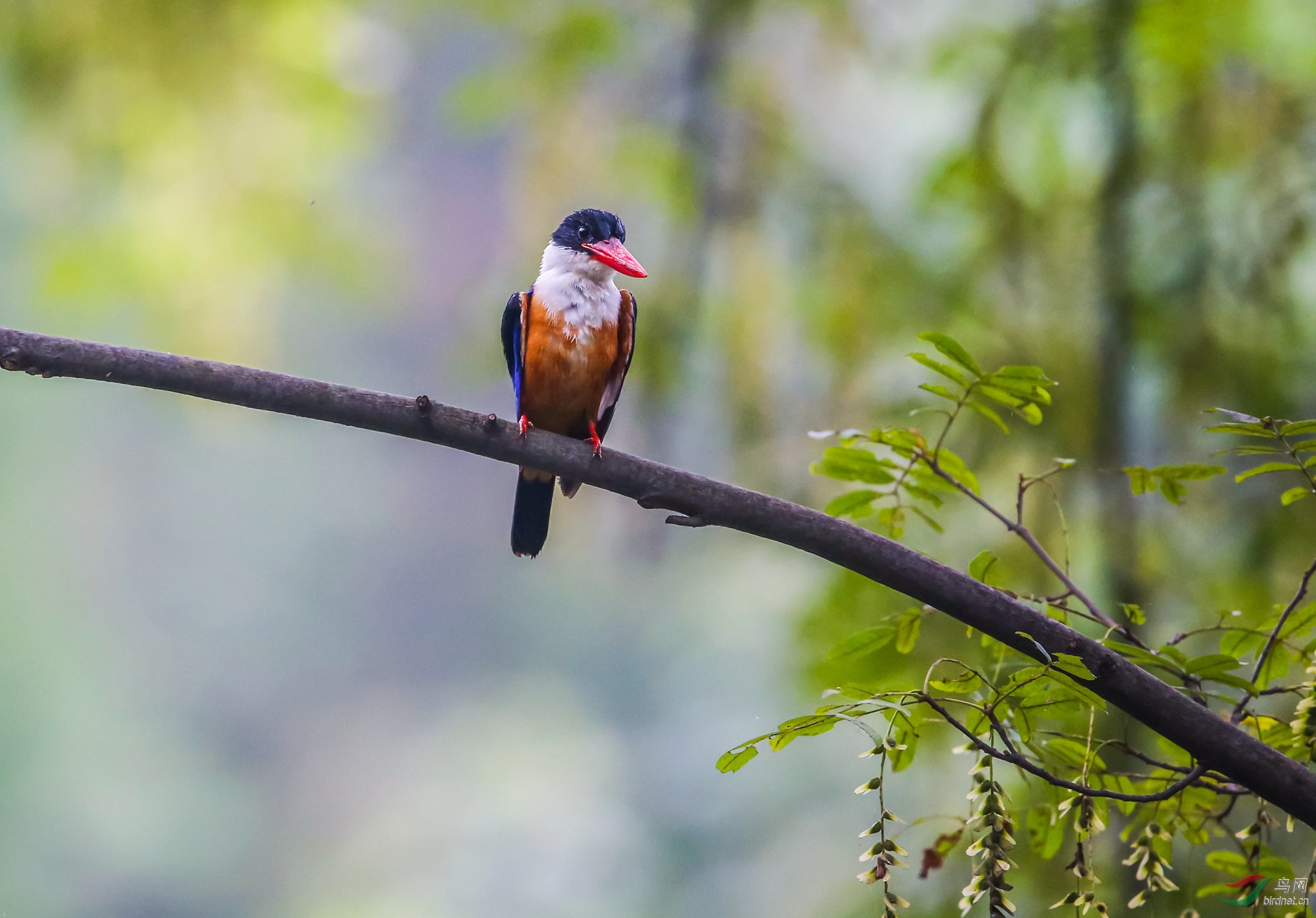 淘帖  点赞  微信