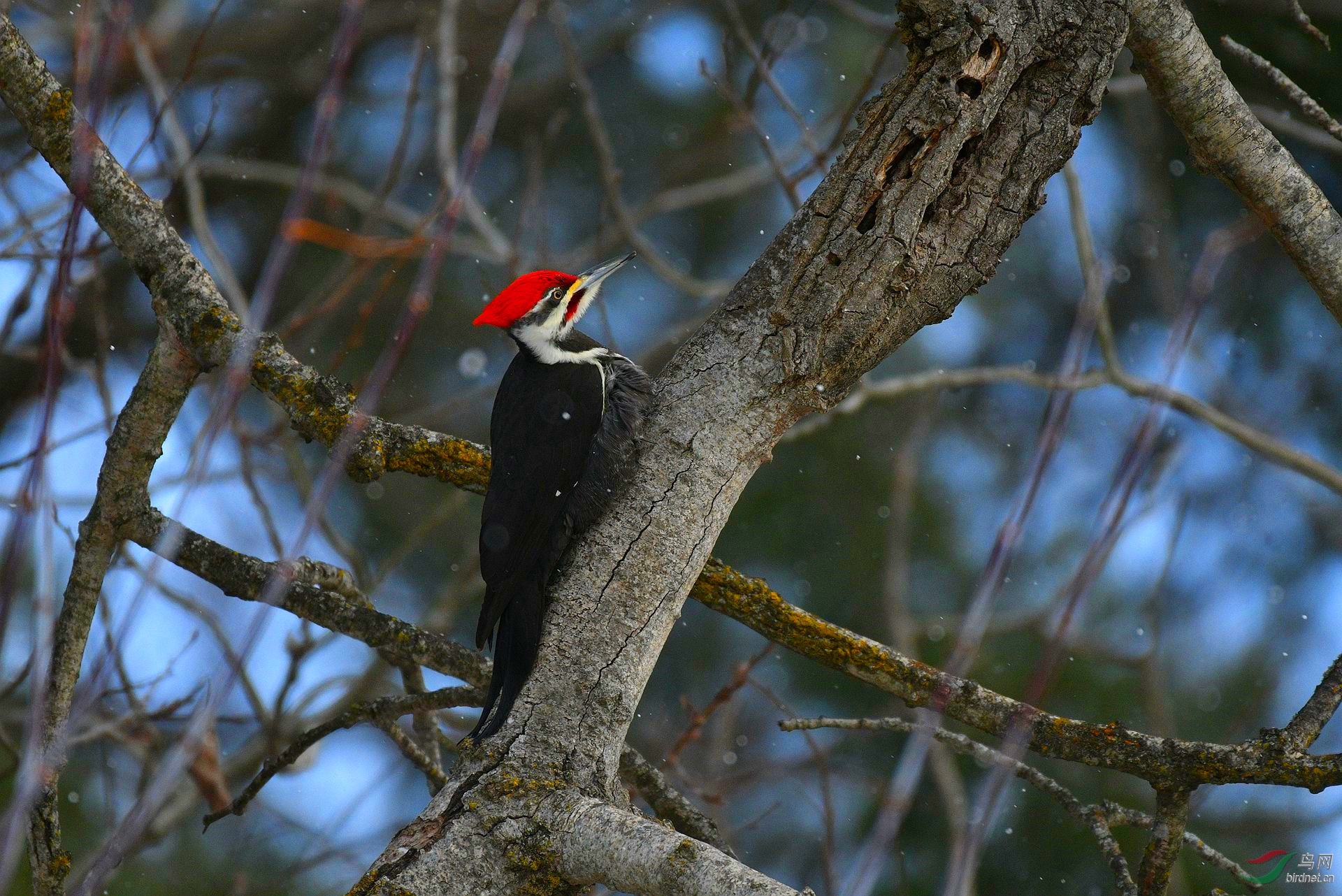 【北美黑啄木鸟】(祝贺老师佳作荣获图文精华)