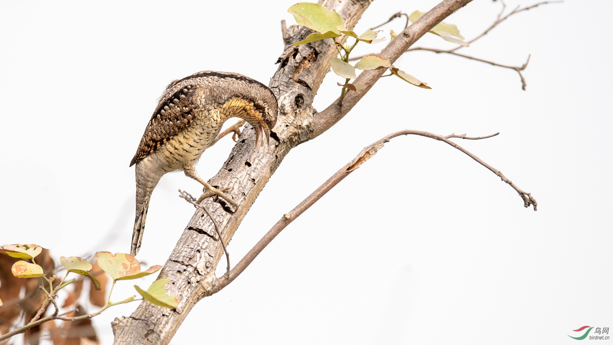 DSC_7014-1.jpg