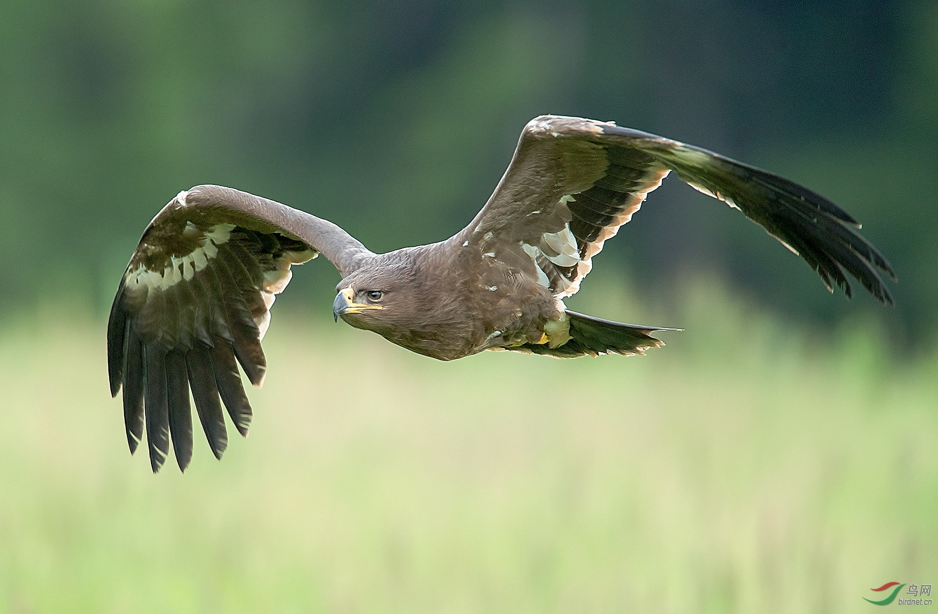 草原雕(学名:aquila nipalensis(祝贺老师佳作荣获首页精华)