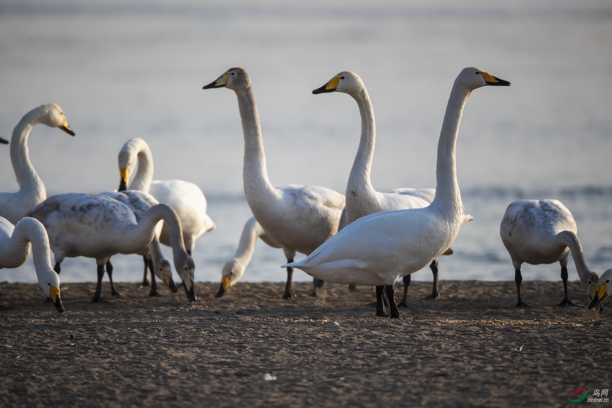 Խ�������