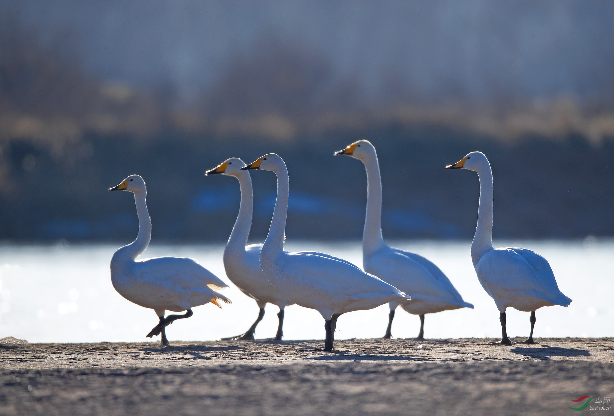 Խ�������