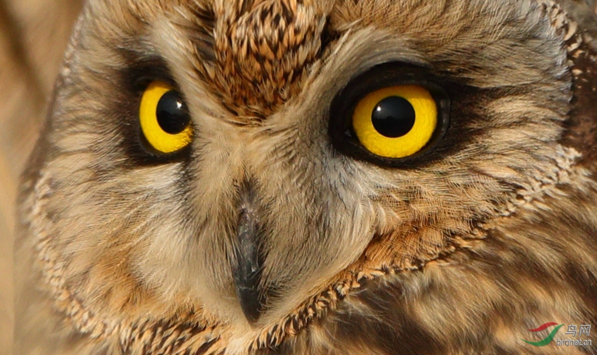 机警的眼神,凌厉的目光