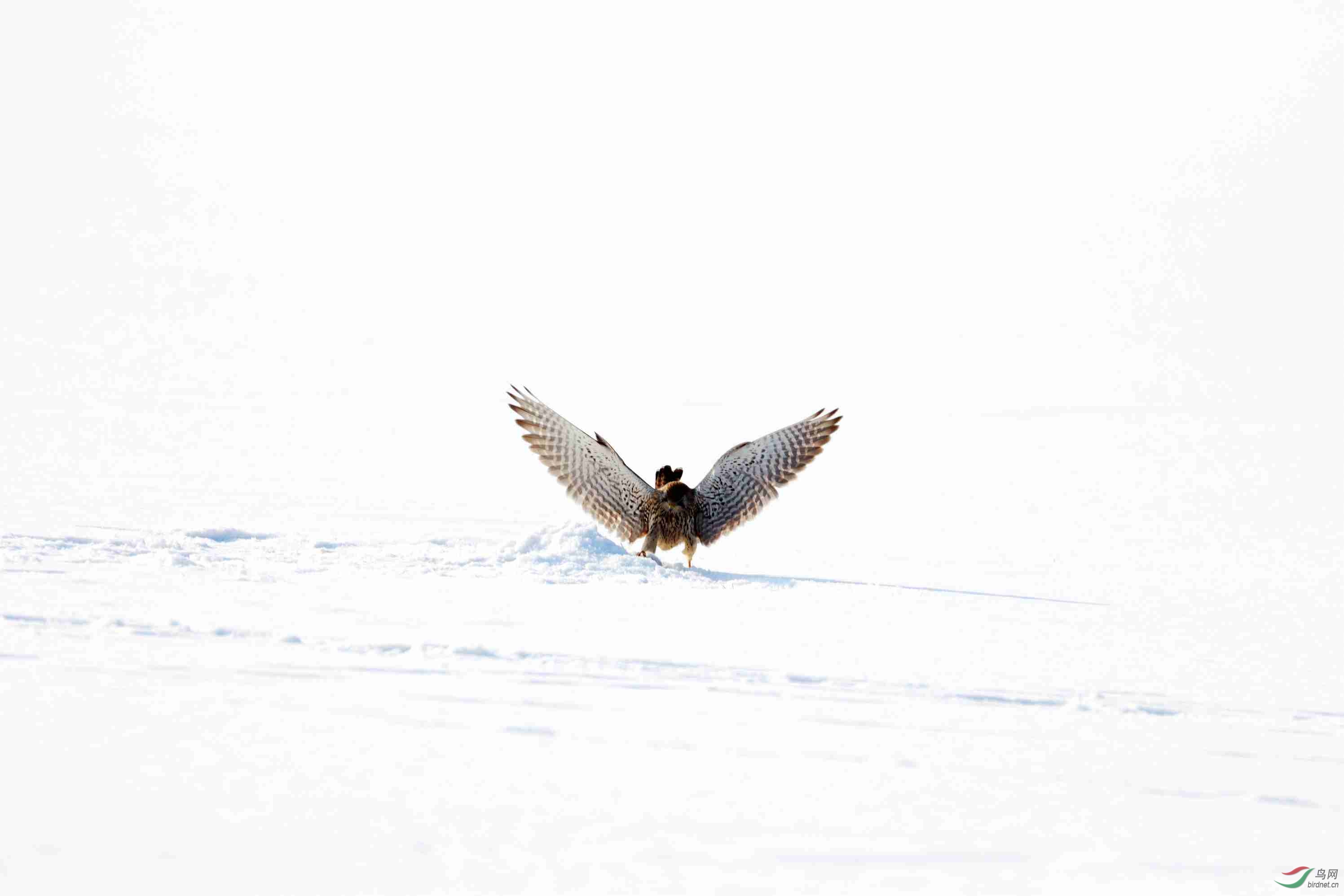 雪隼是什么图片