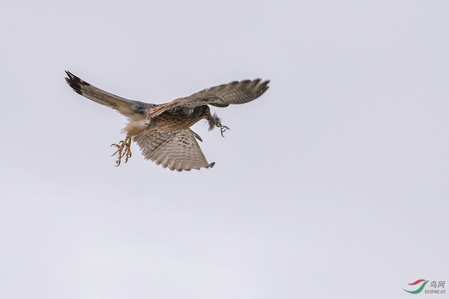 _DSC9605_15839a.jpg