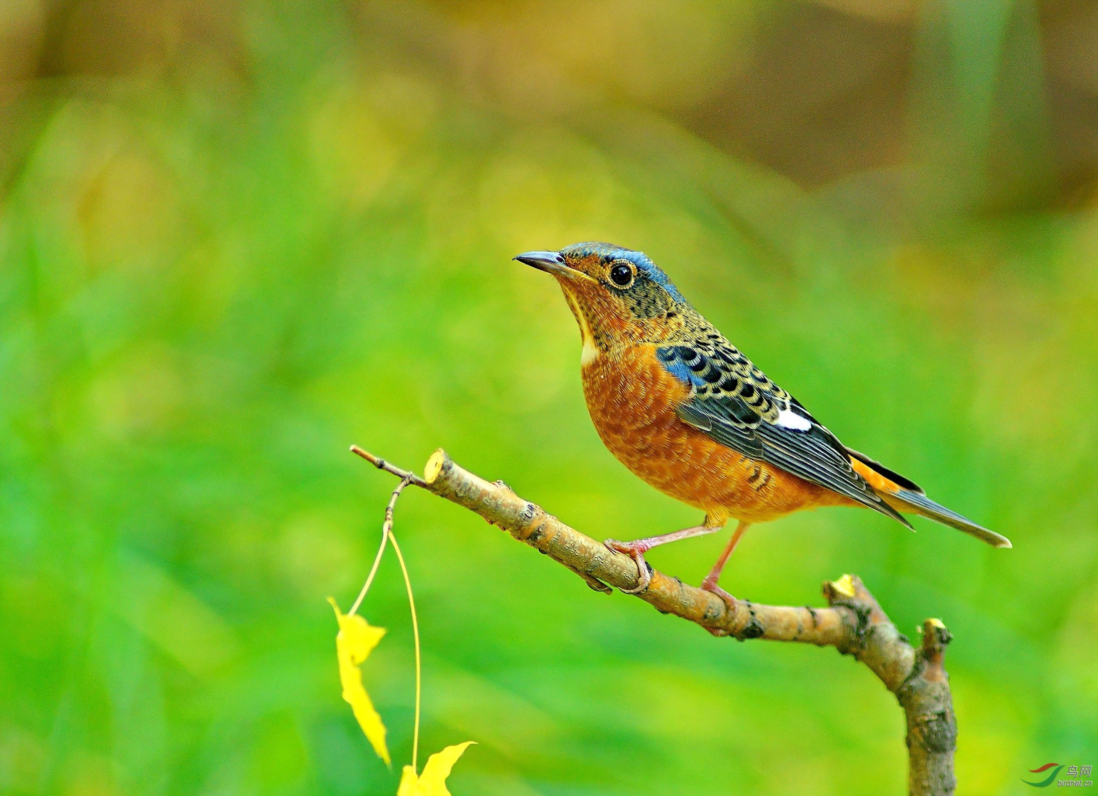 天坛公园的白喉矶鸫