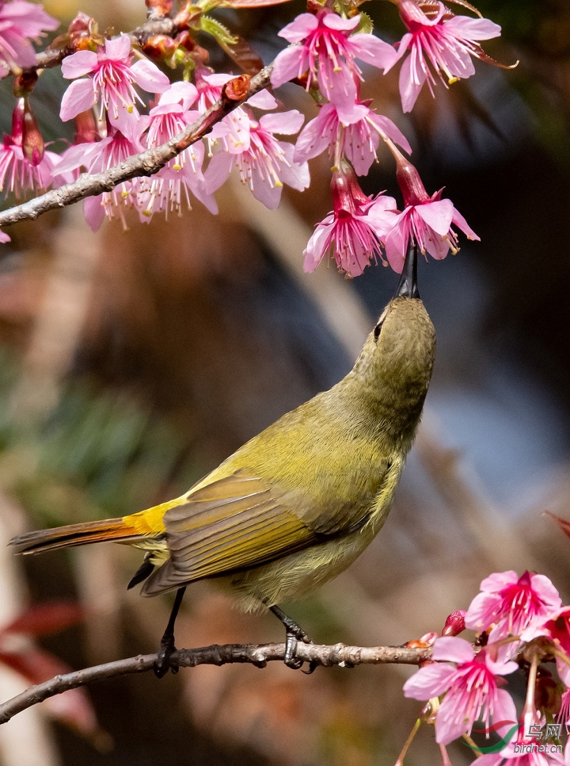 ��β̫����