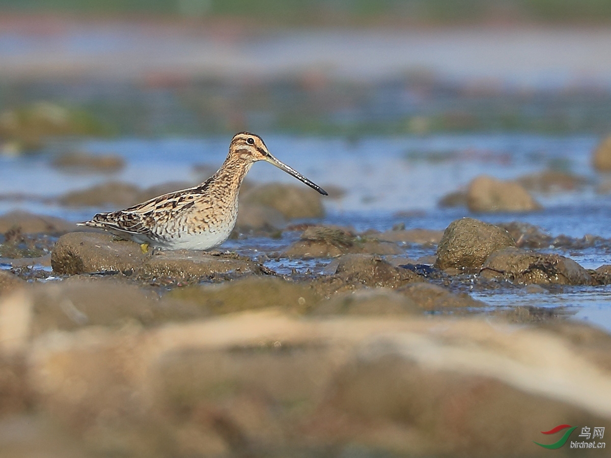 Ѱ�͡�����βɳ׶ AB7I4453-11111.jpg