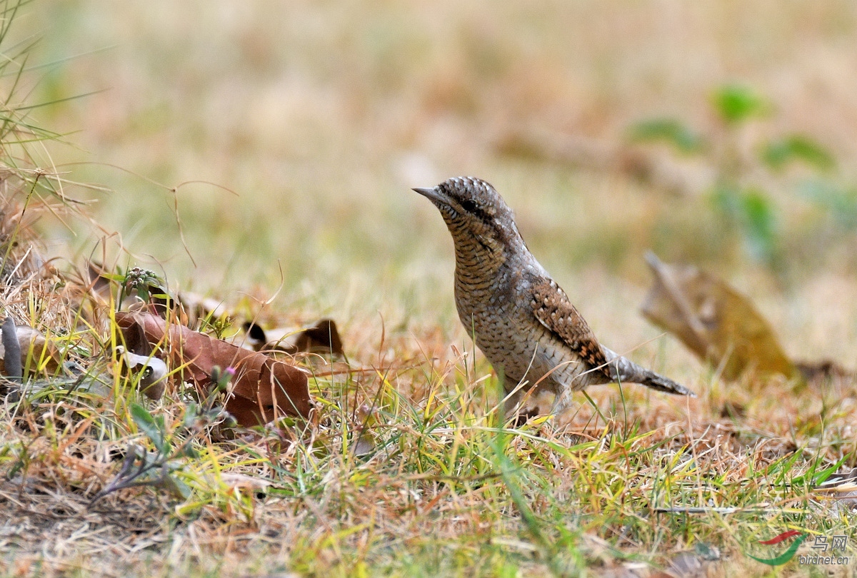 DSC_7619.jpg