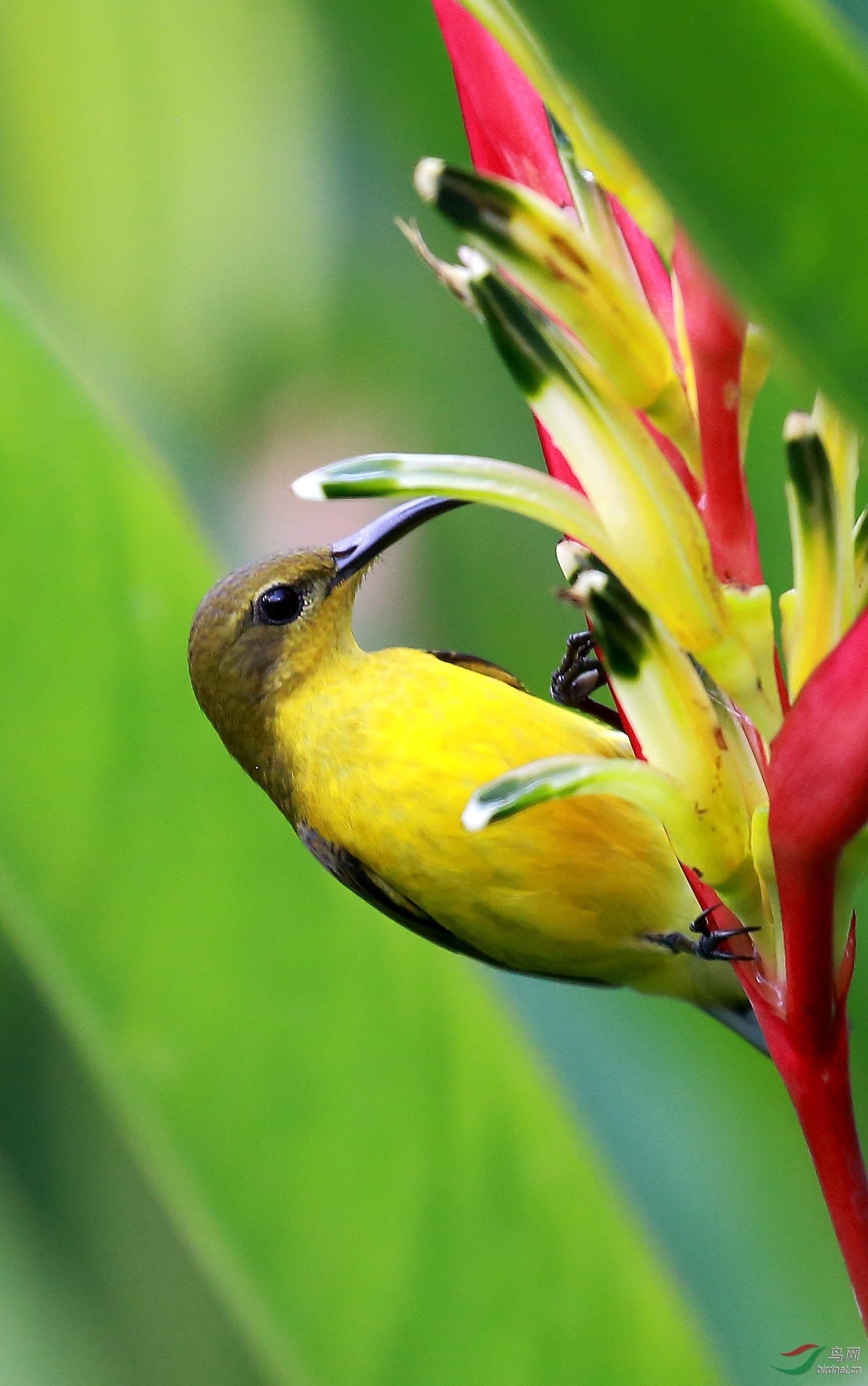黄腹花蜜鸟