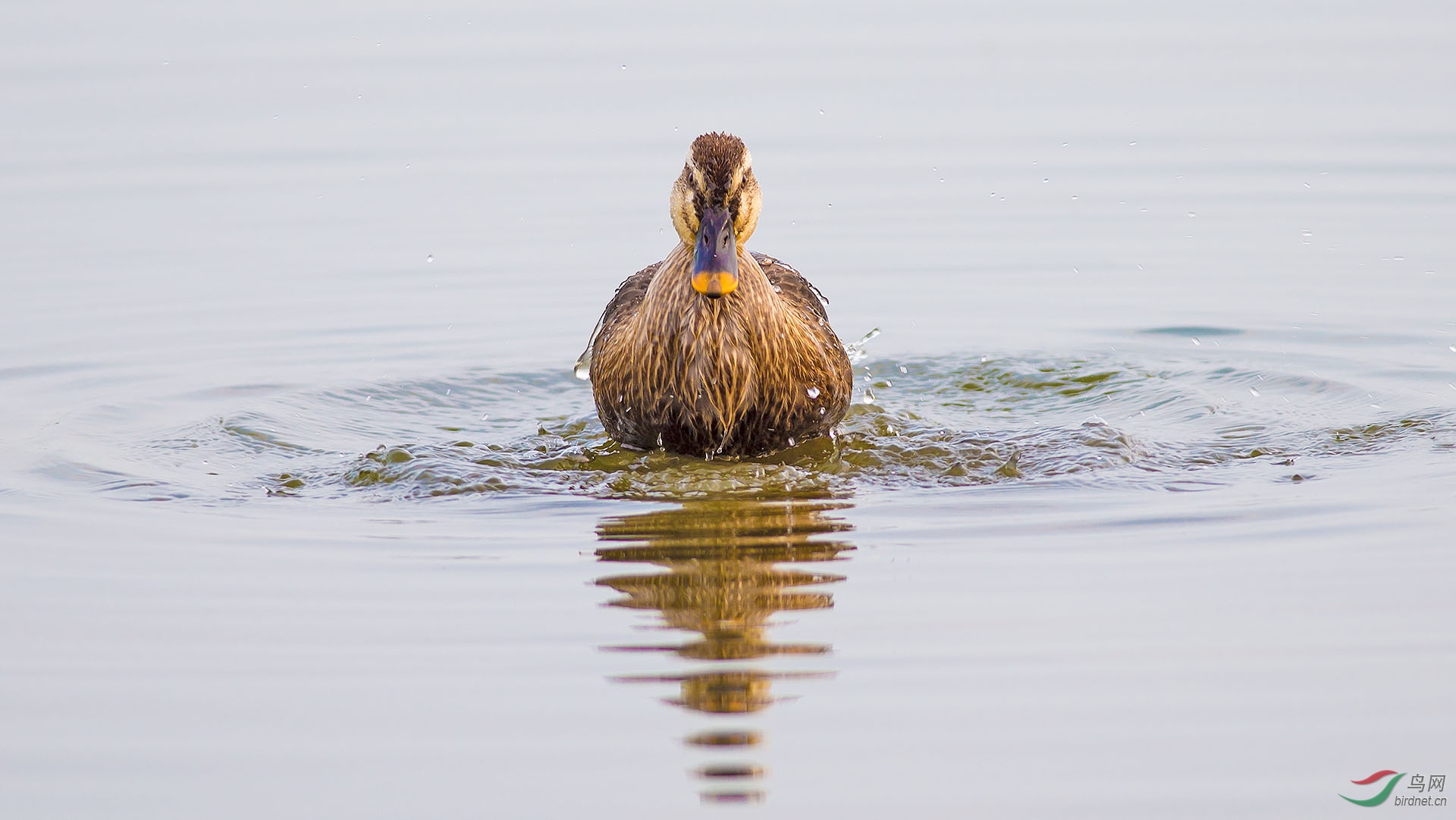 DSC_9446.jpg