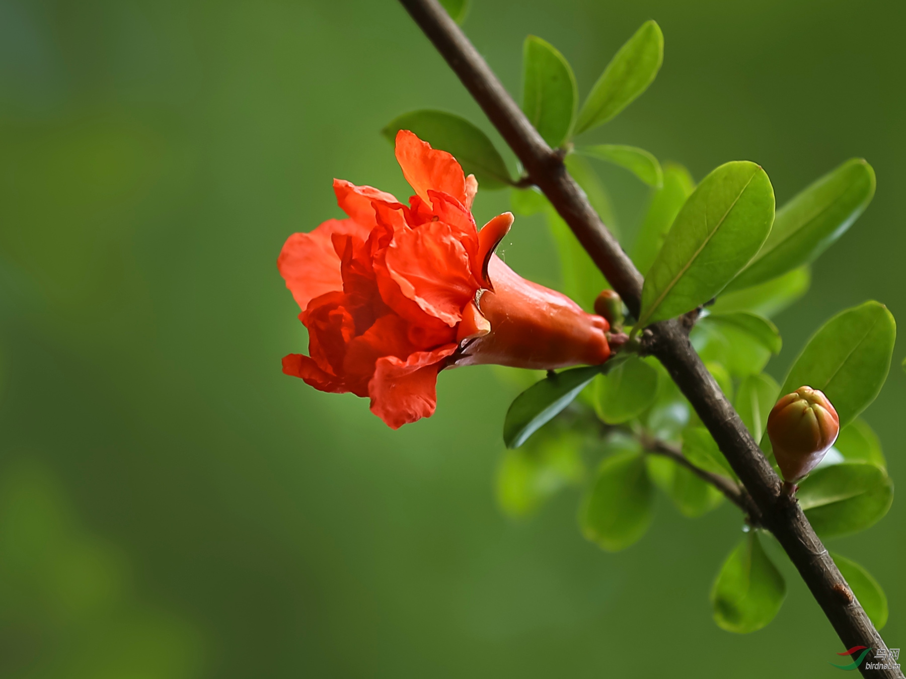 石榴花照片图片