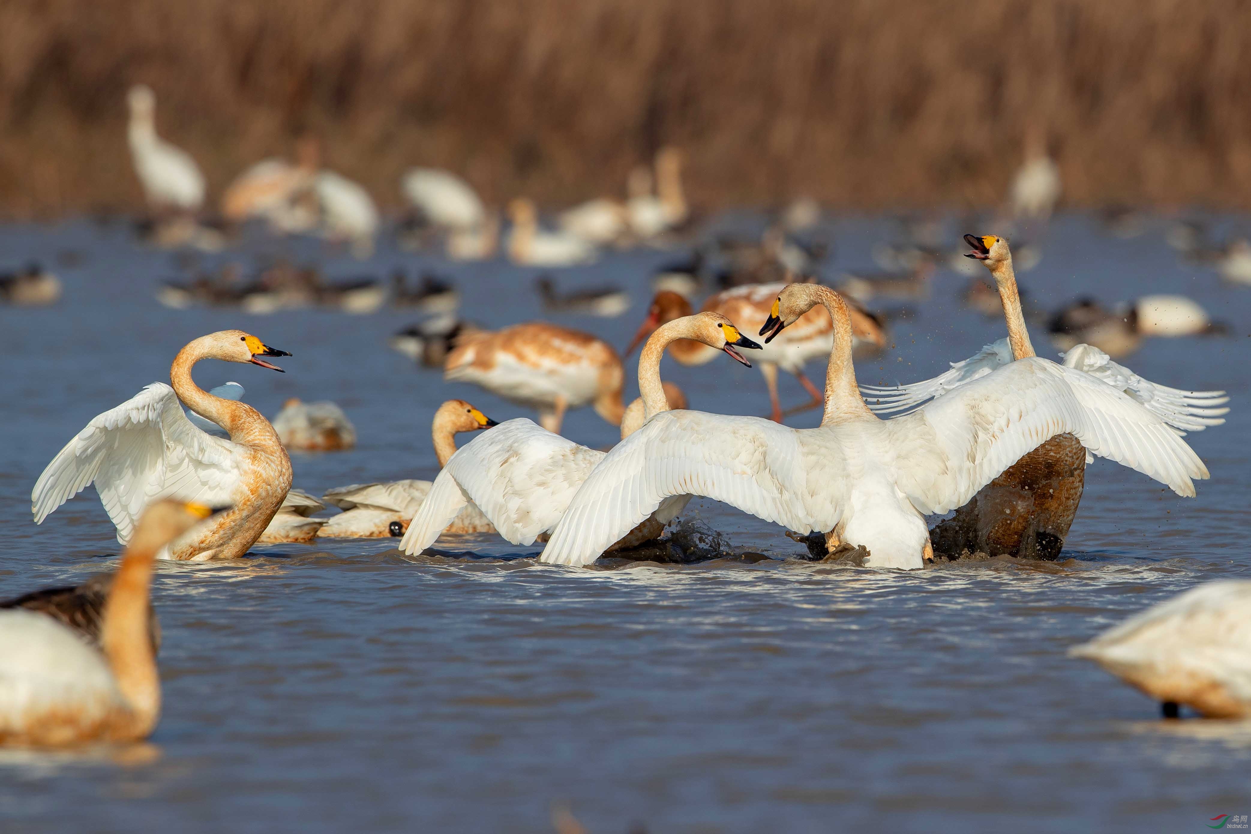 一群吵架的天鹅