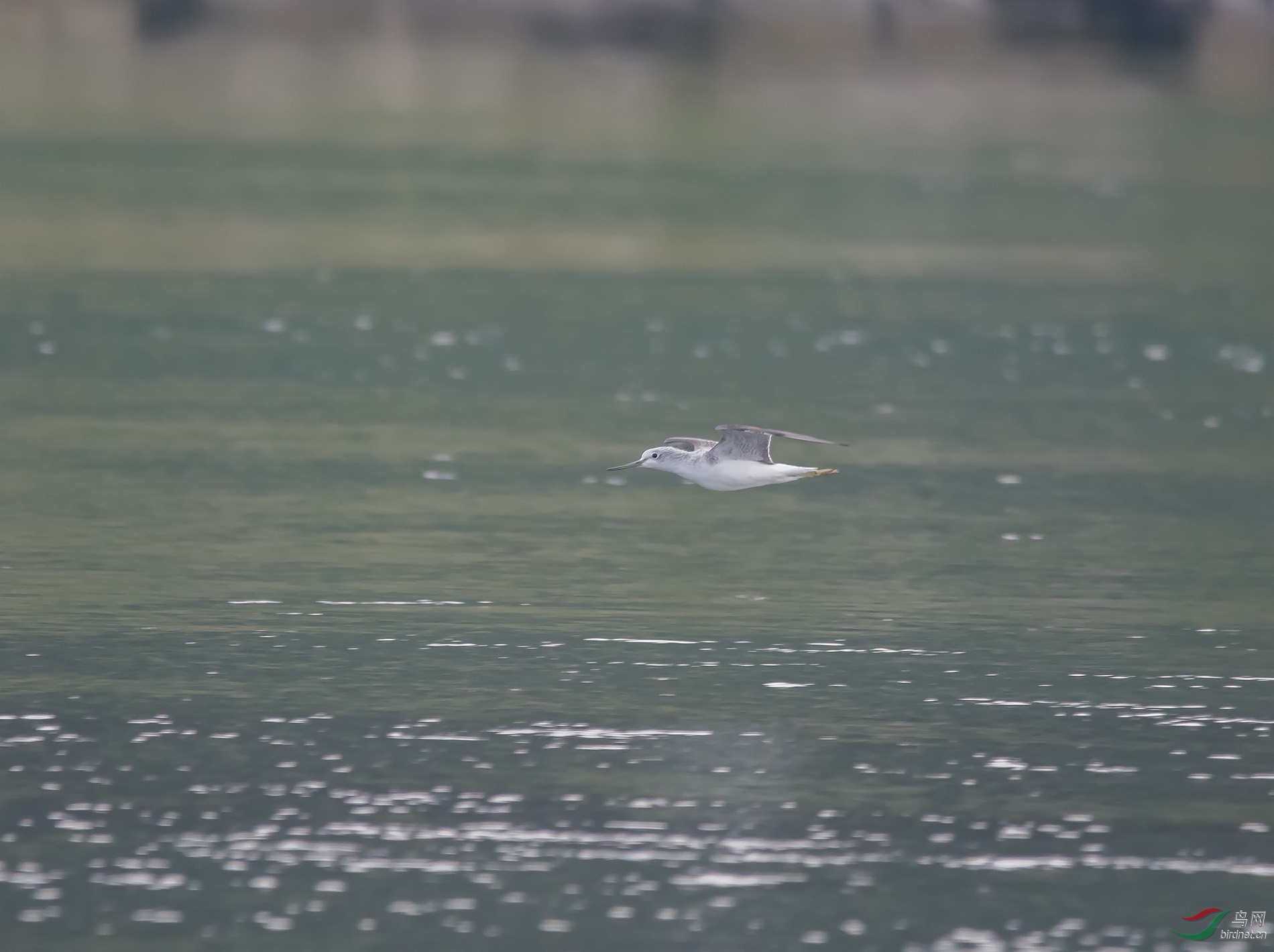 DSC_1528.jpg