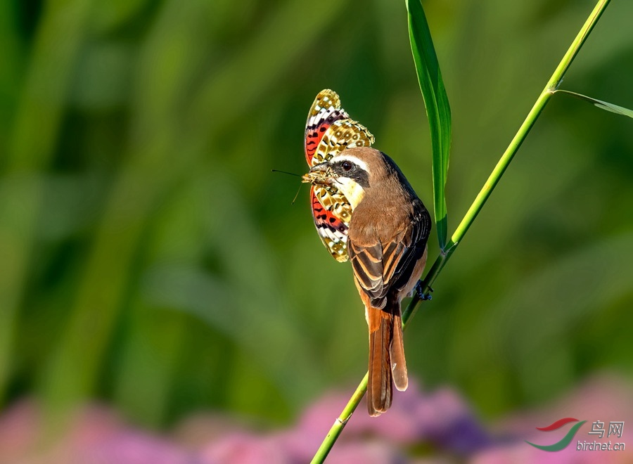 大花蝴蝶 (2).jpg