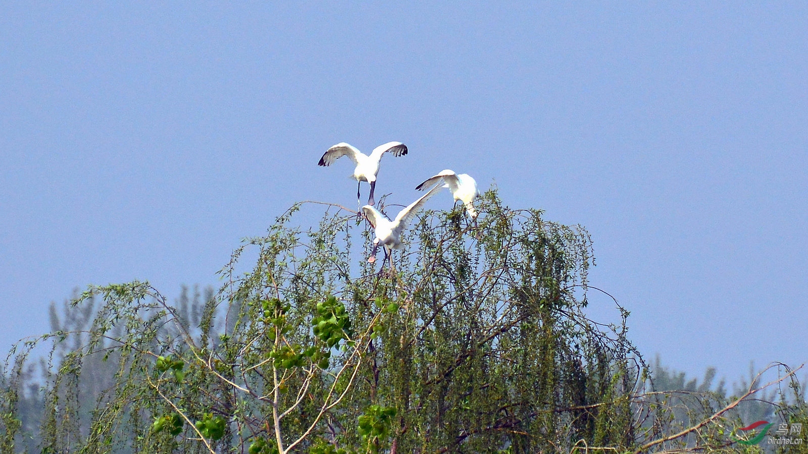 DSC_6385.JPG