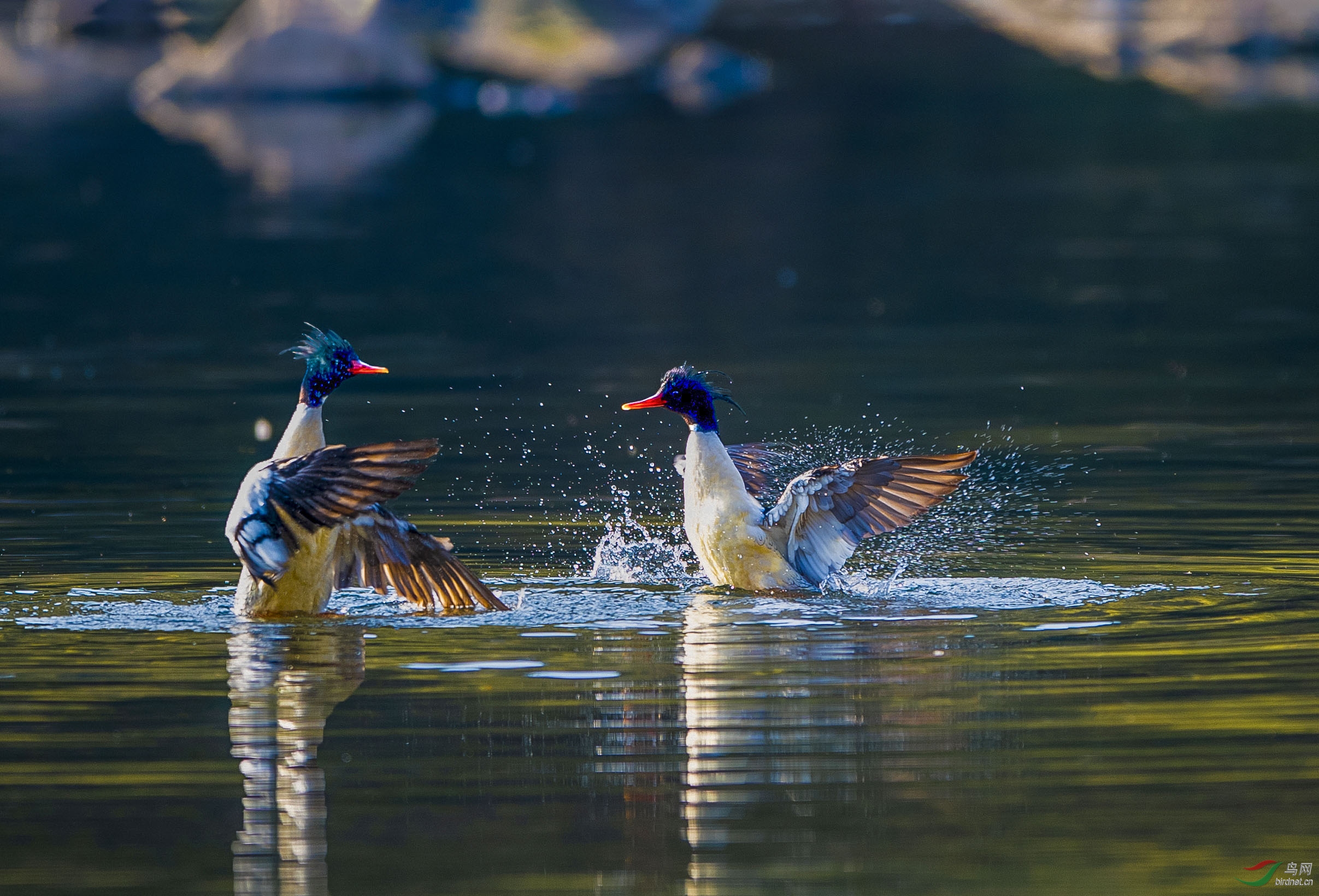 DSC_5255-1.jpg