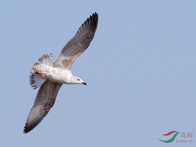 P1530390 - ����.JPG